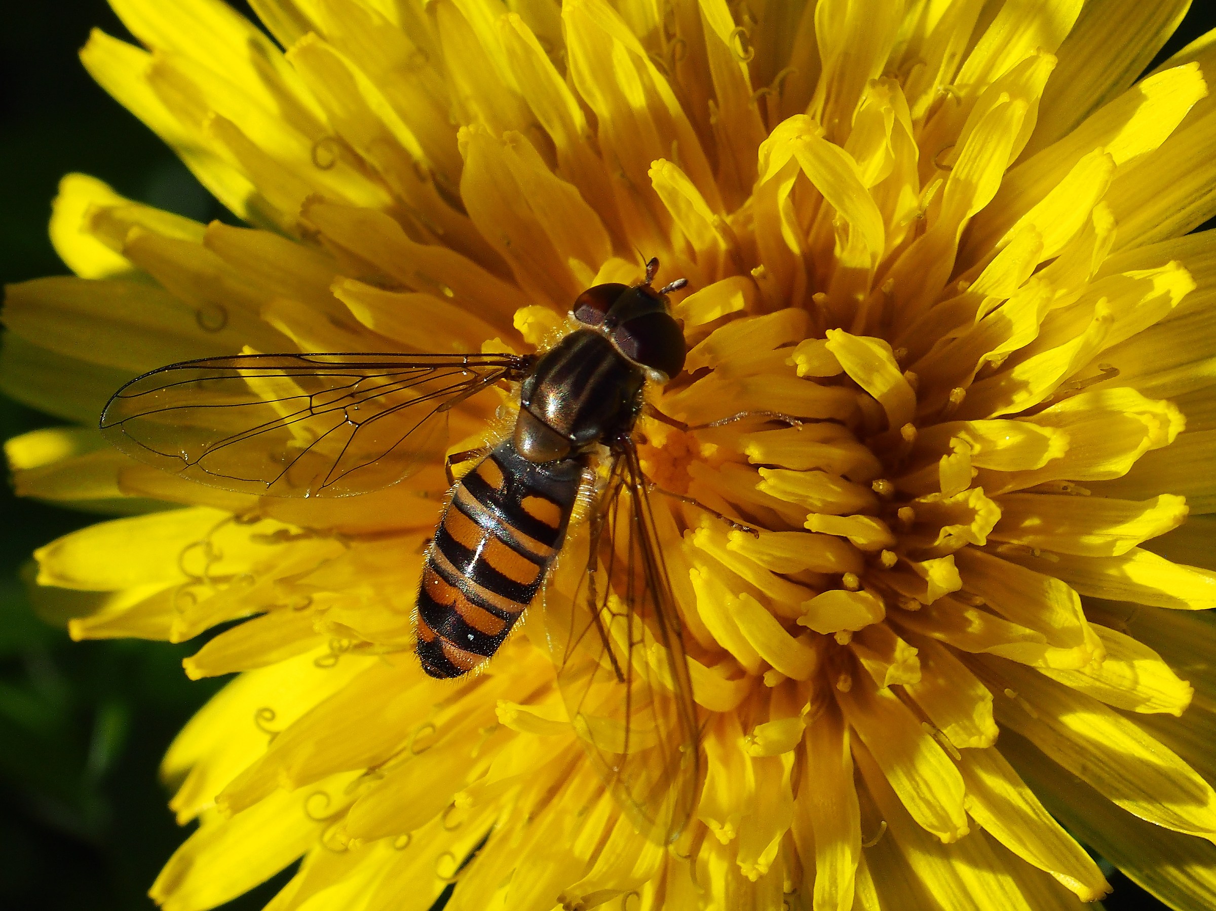 Hoverfly month of November
