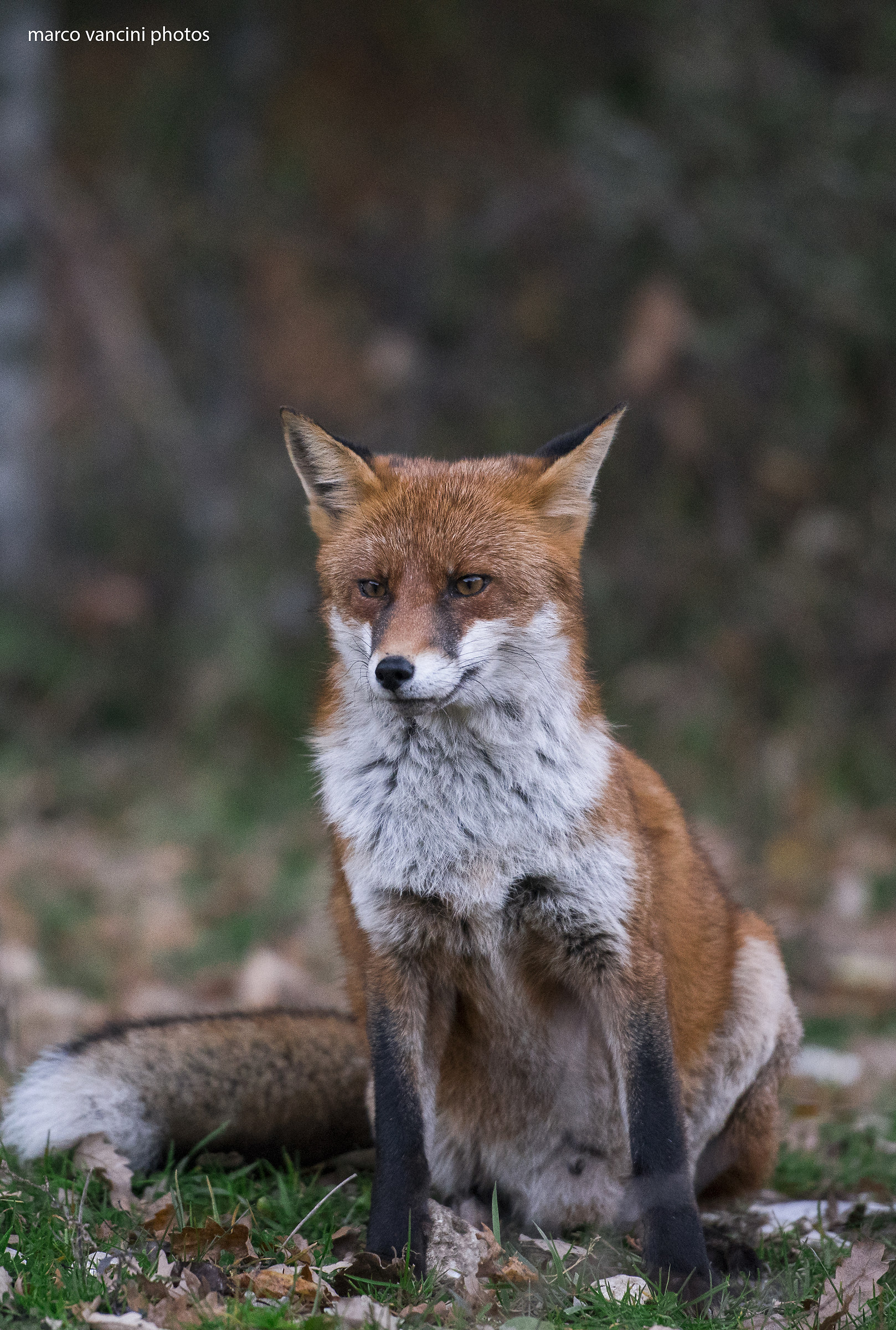 Fox posing