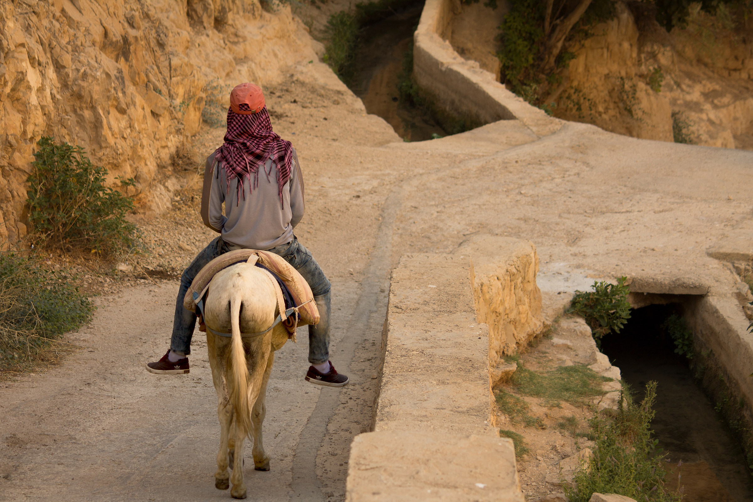 Bedouin on the mule