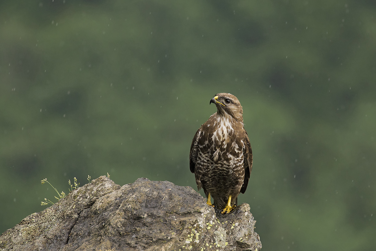 buzzard
