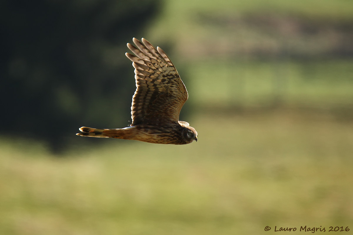 Albanella reale in ricognizione