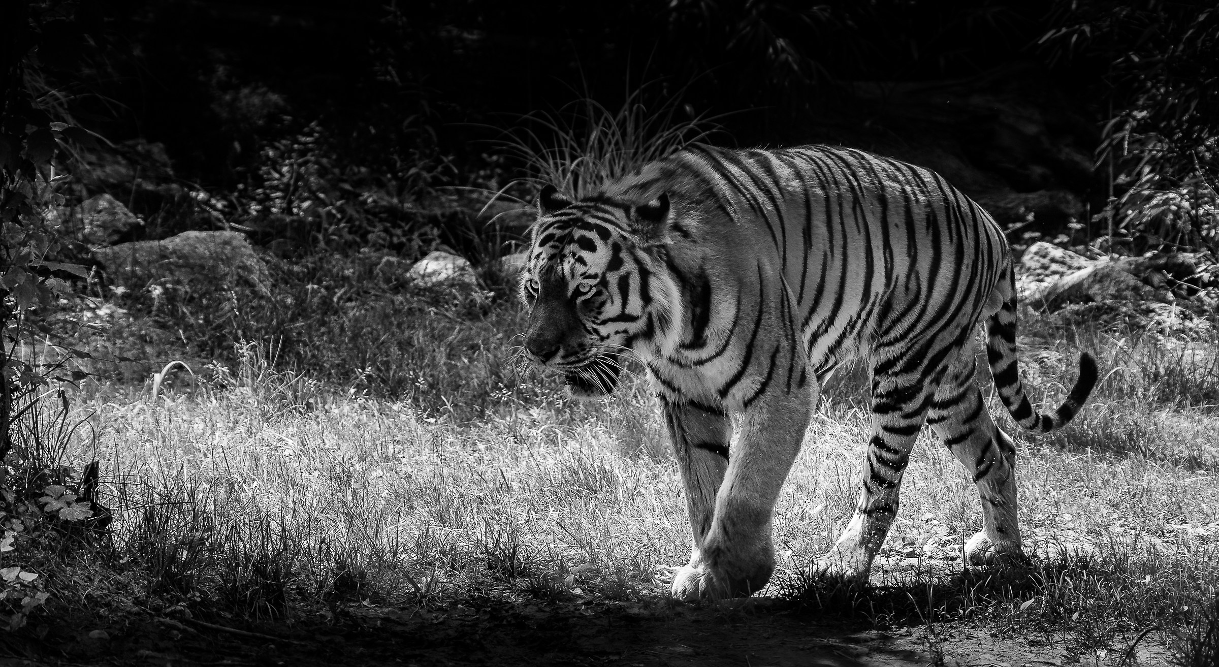 Tigre