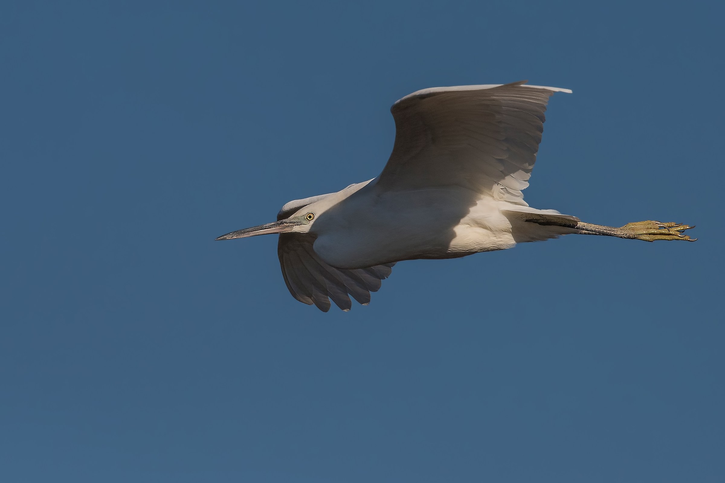 egret
