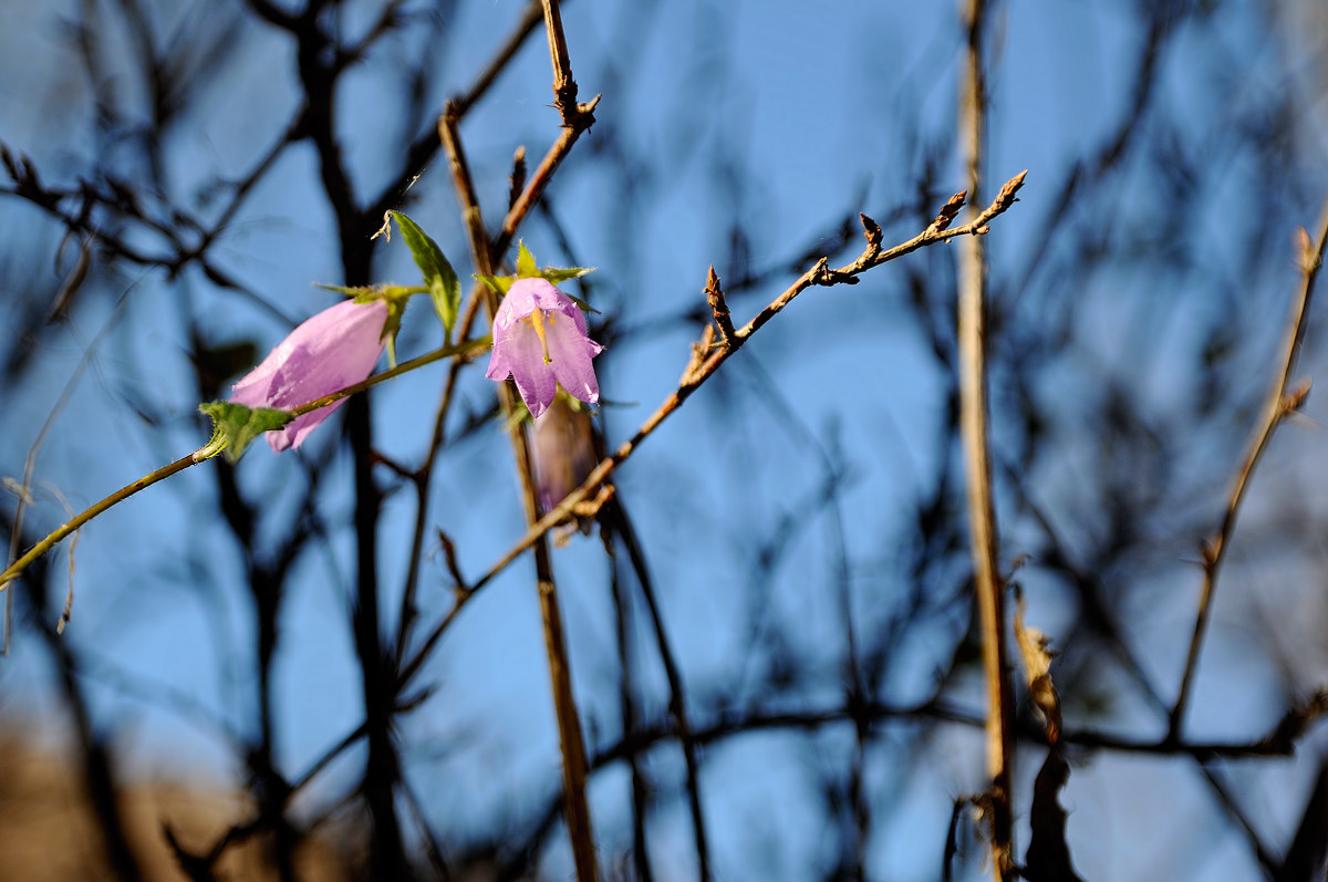 Campanella - Val Fondillo 20161101