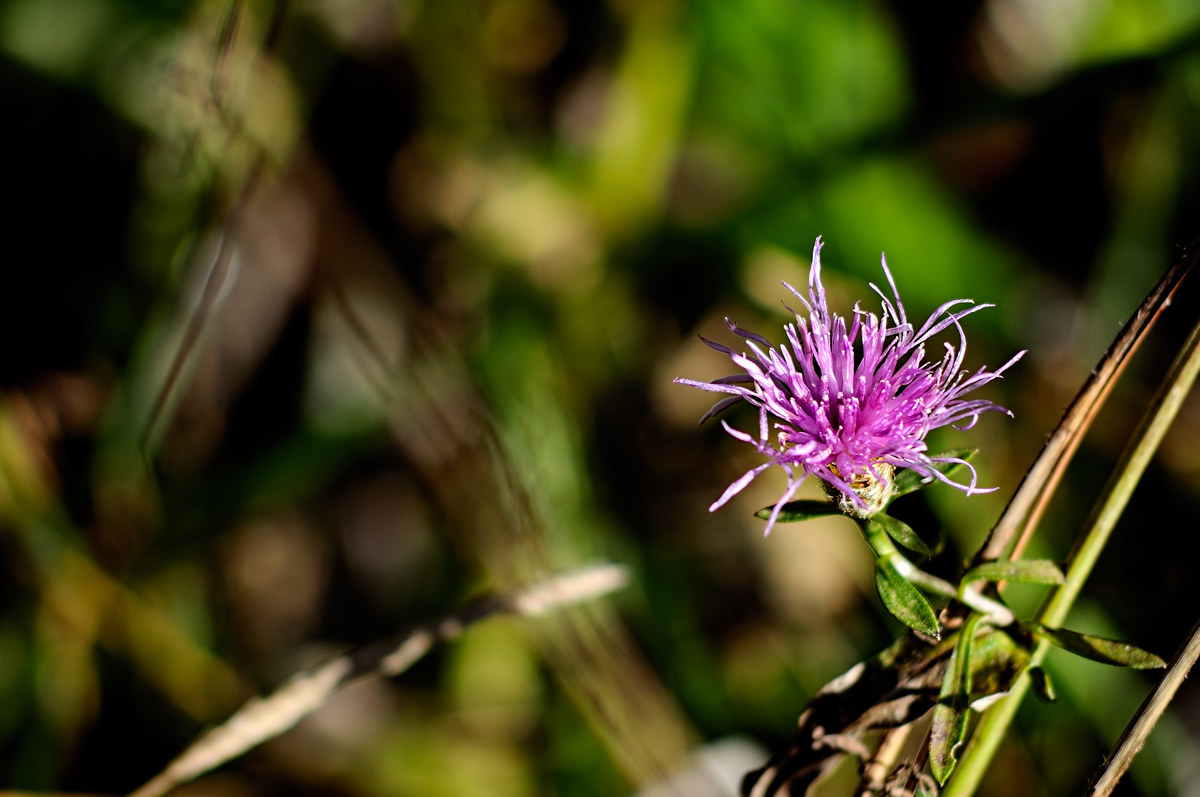 Fiore - Val Fondillo 20161101