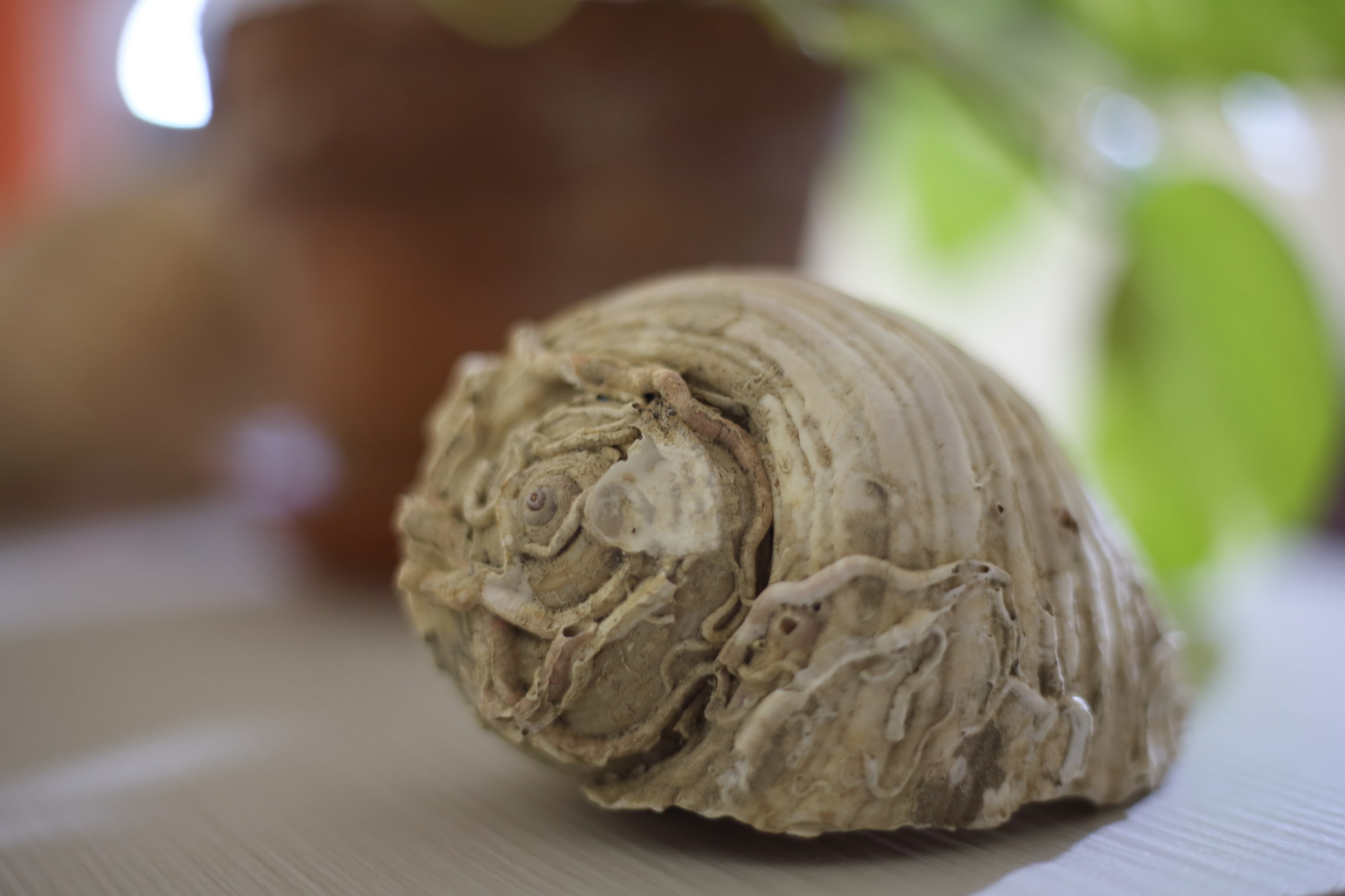 la vita che continua