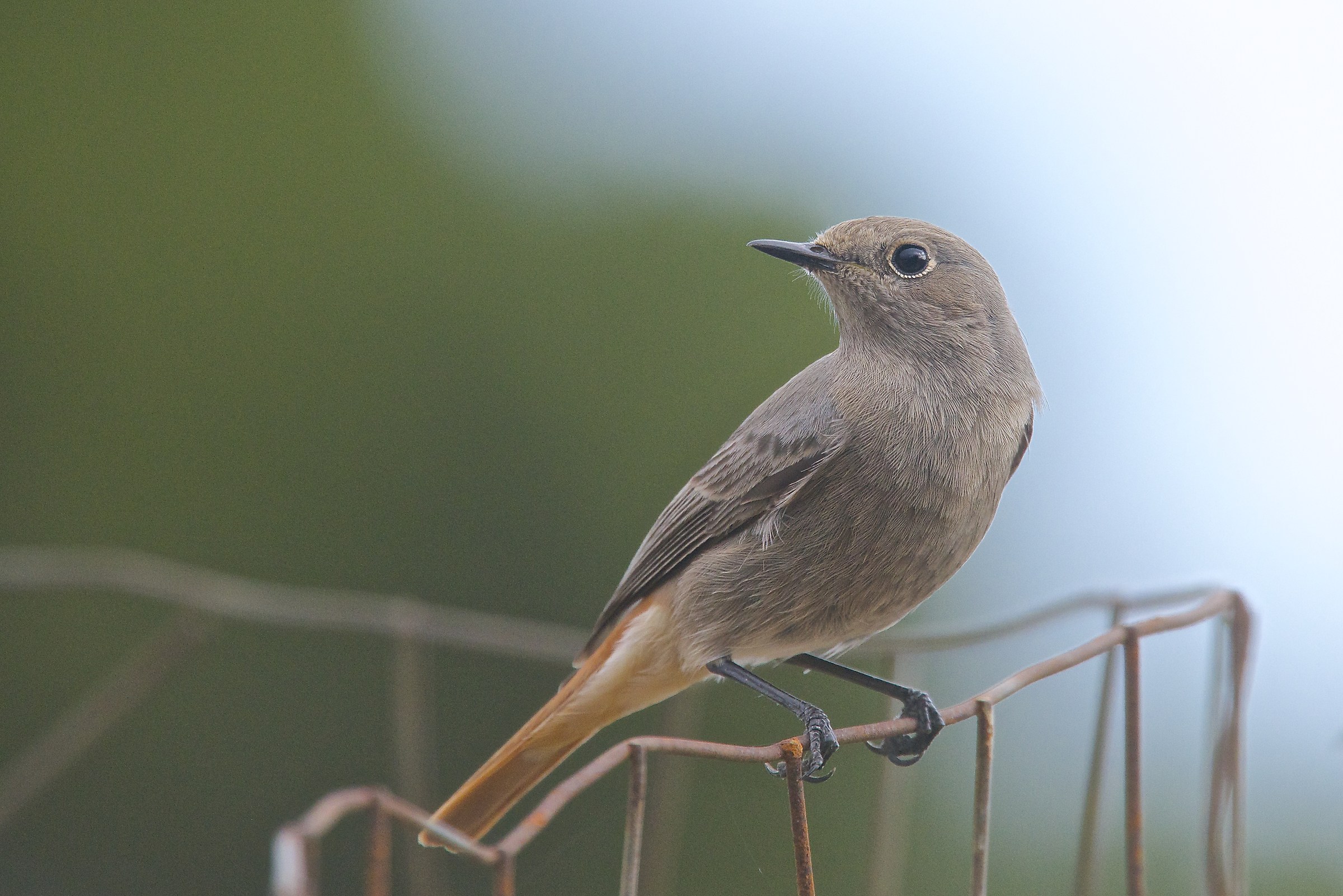 Codirosso spazzacamino