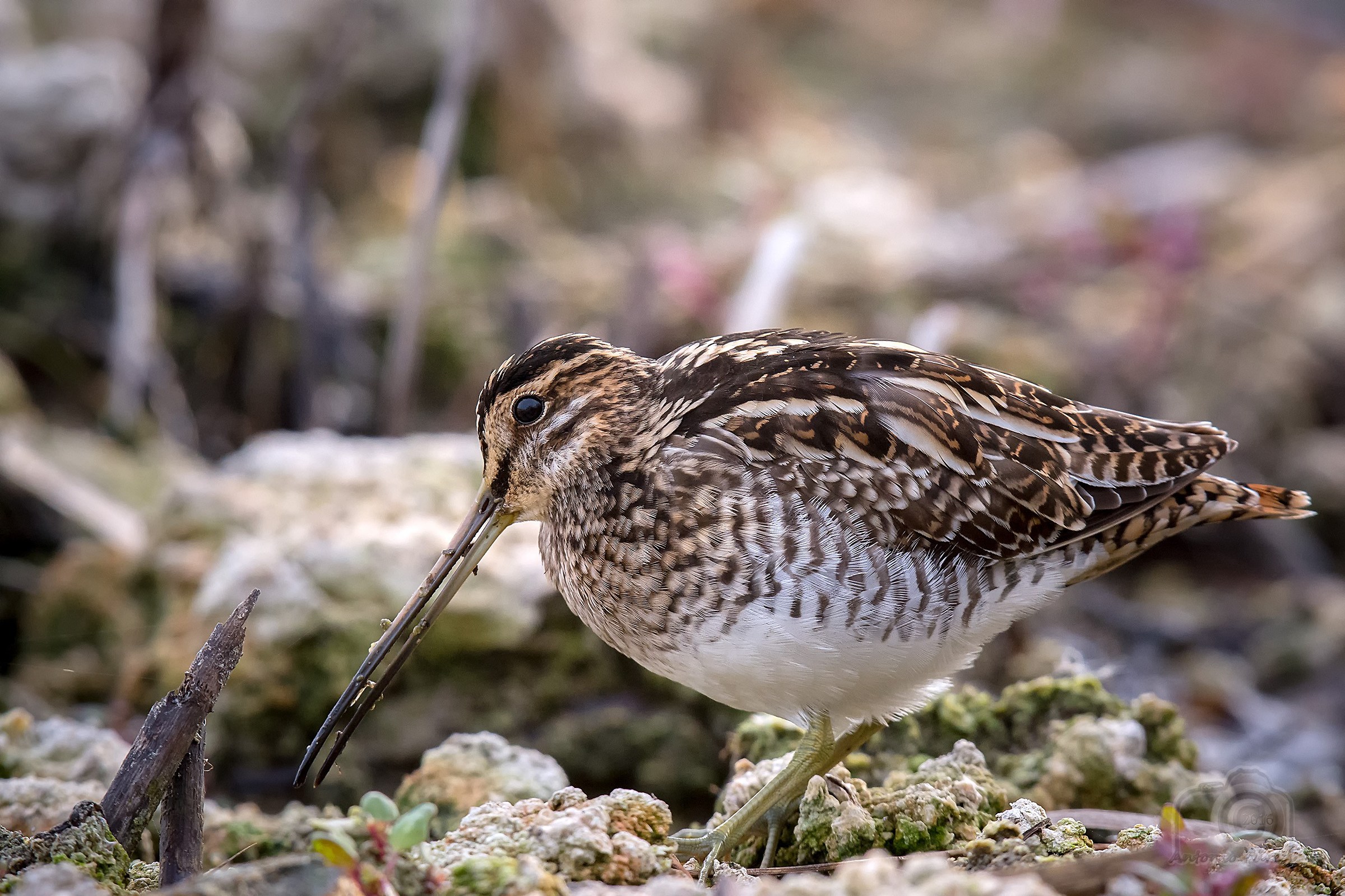 Common Snipe (Gallinago gallinago)