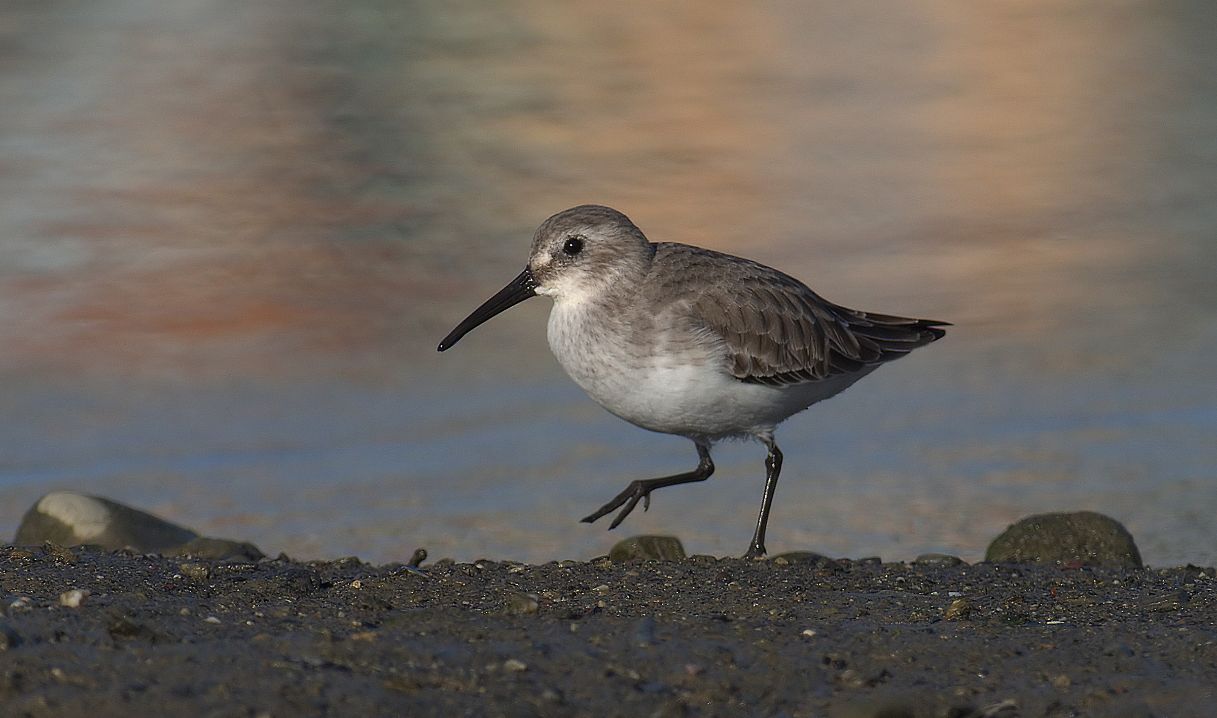 piovanello pancianera