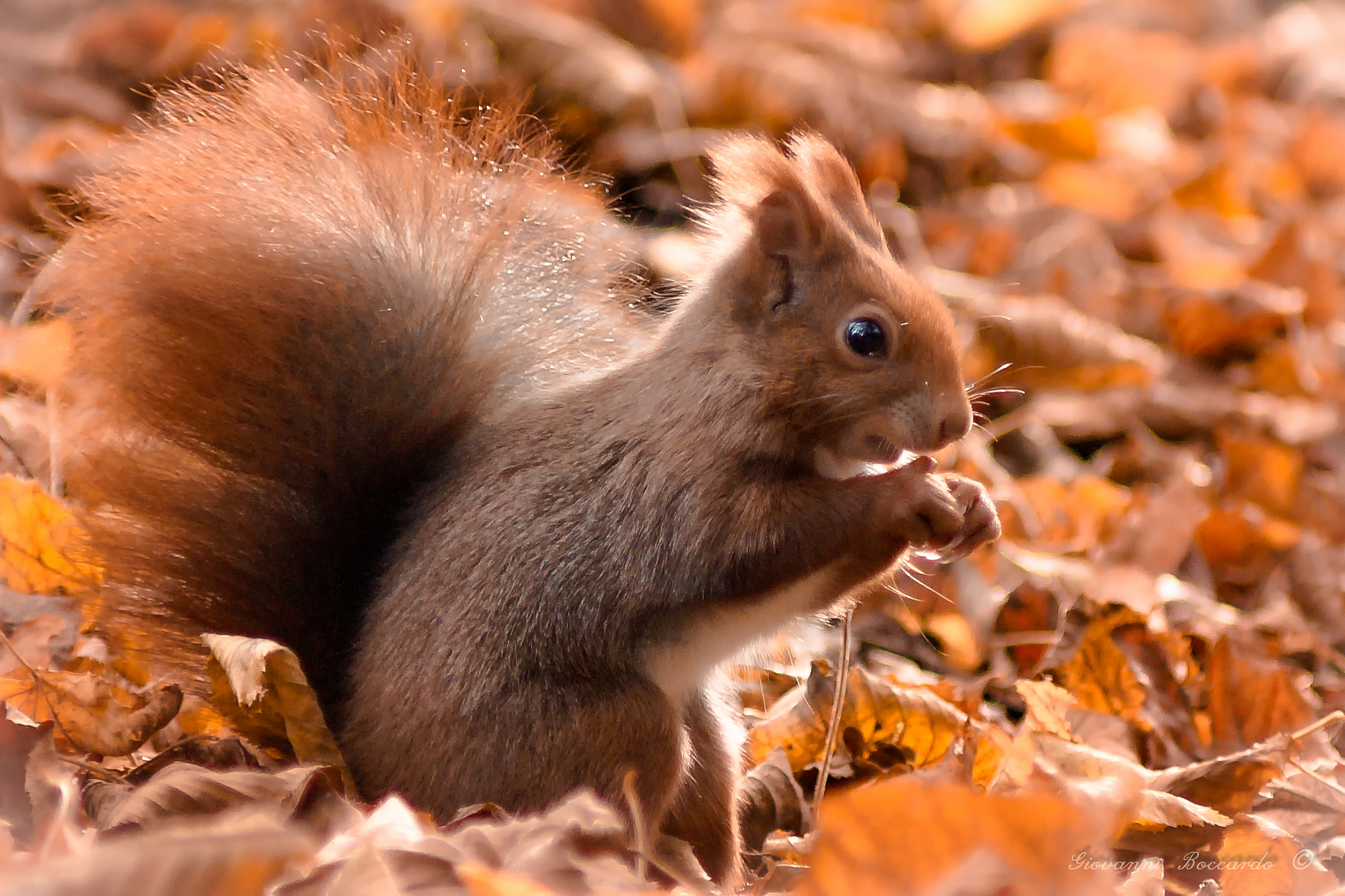 Immerso nei colori autunnali