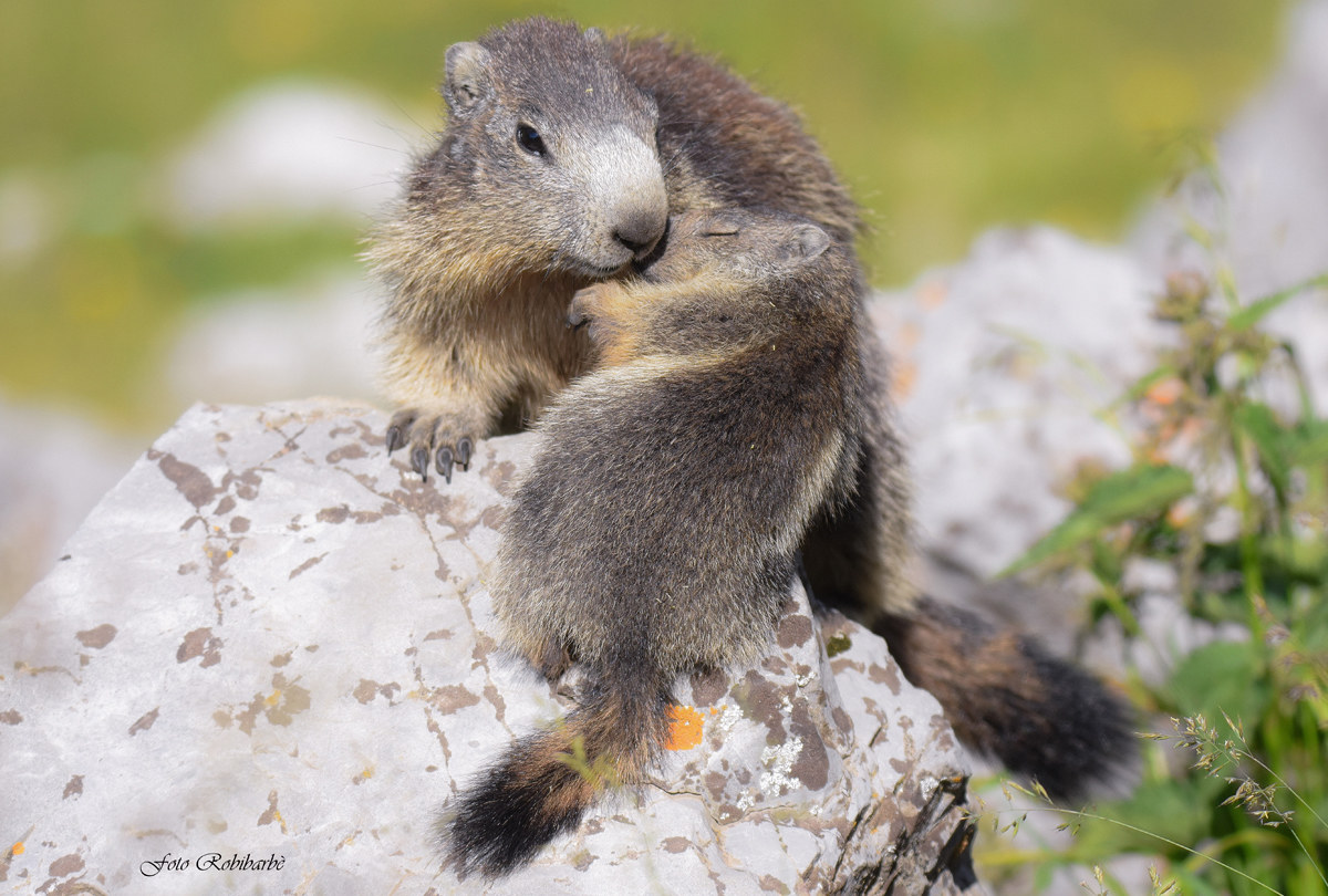 Mamma... marmotta...