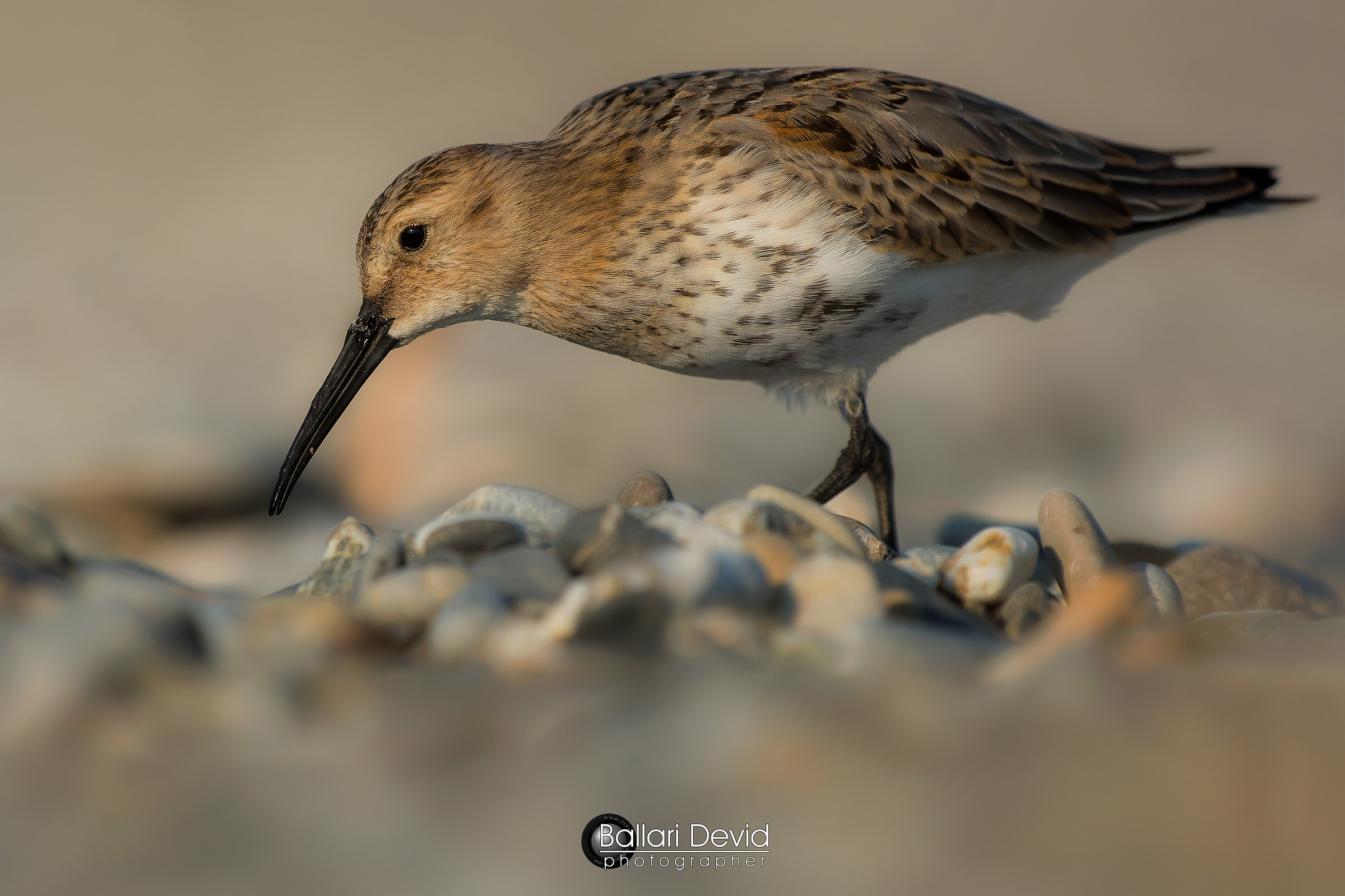 dunlin