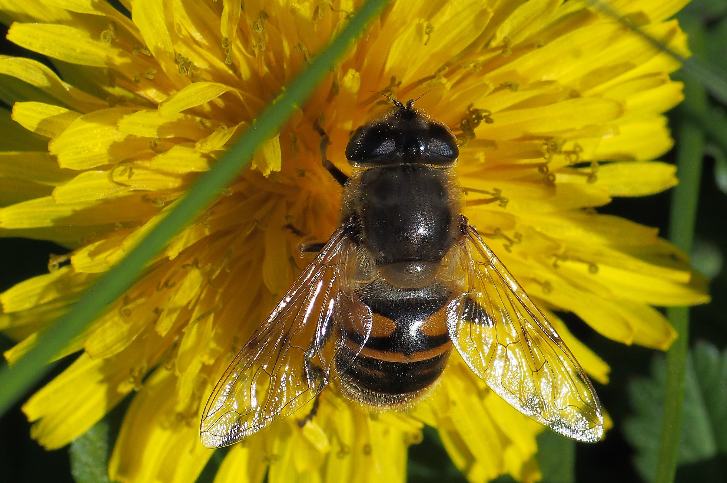 Succhiando nettare in autunno