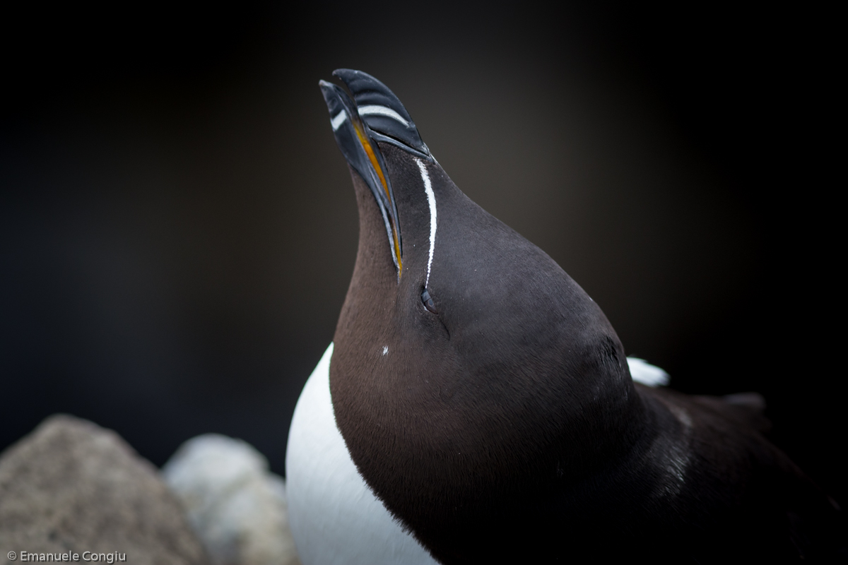 Razorbill