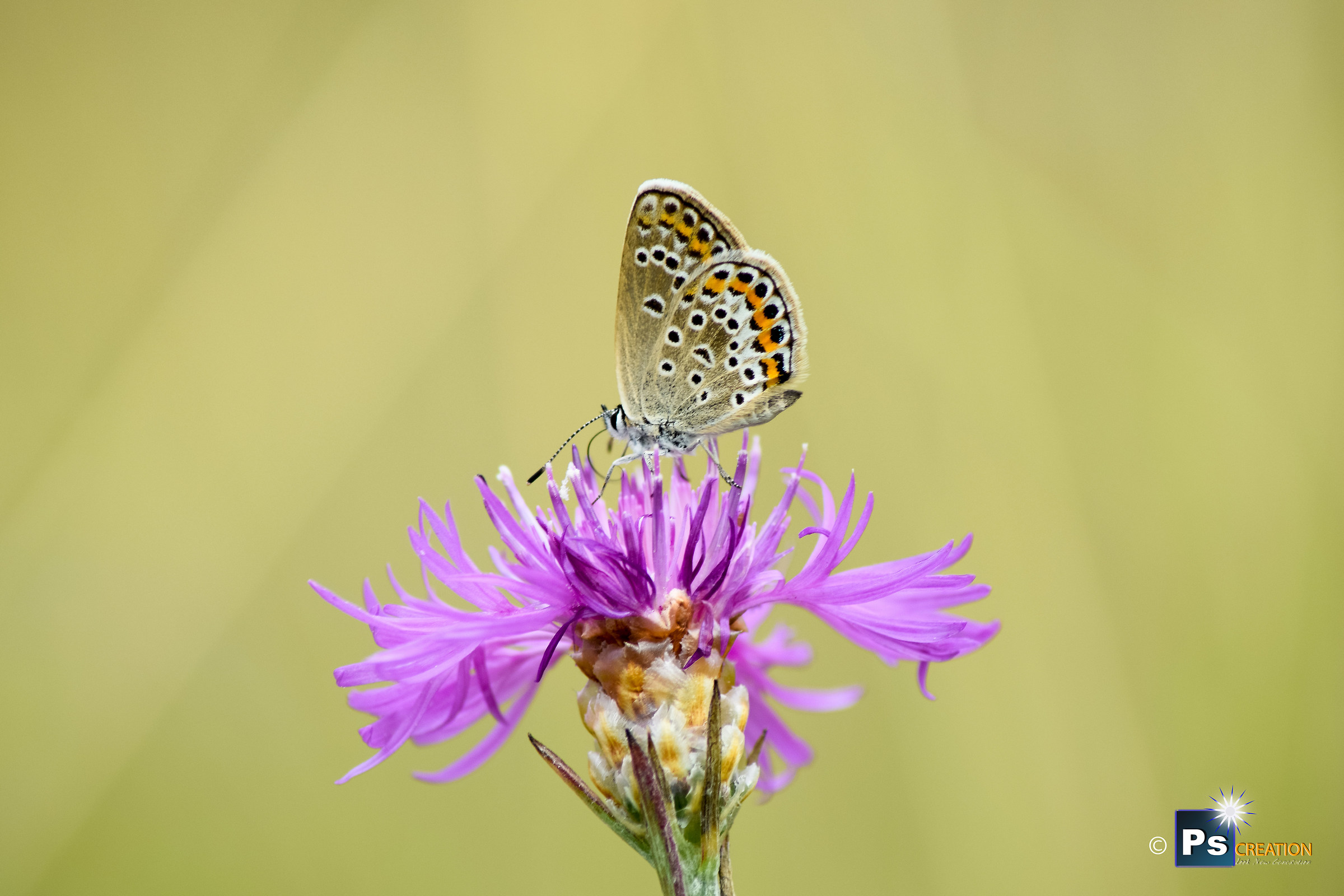 Silver studded Blue Butterfly