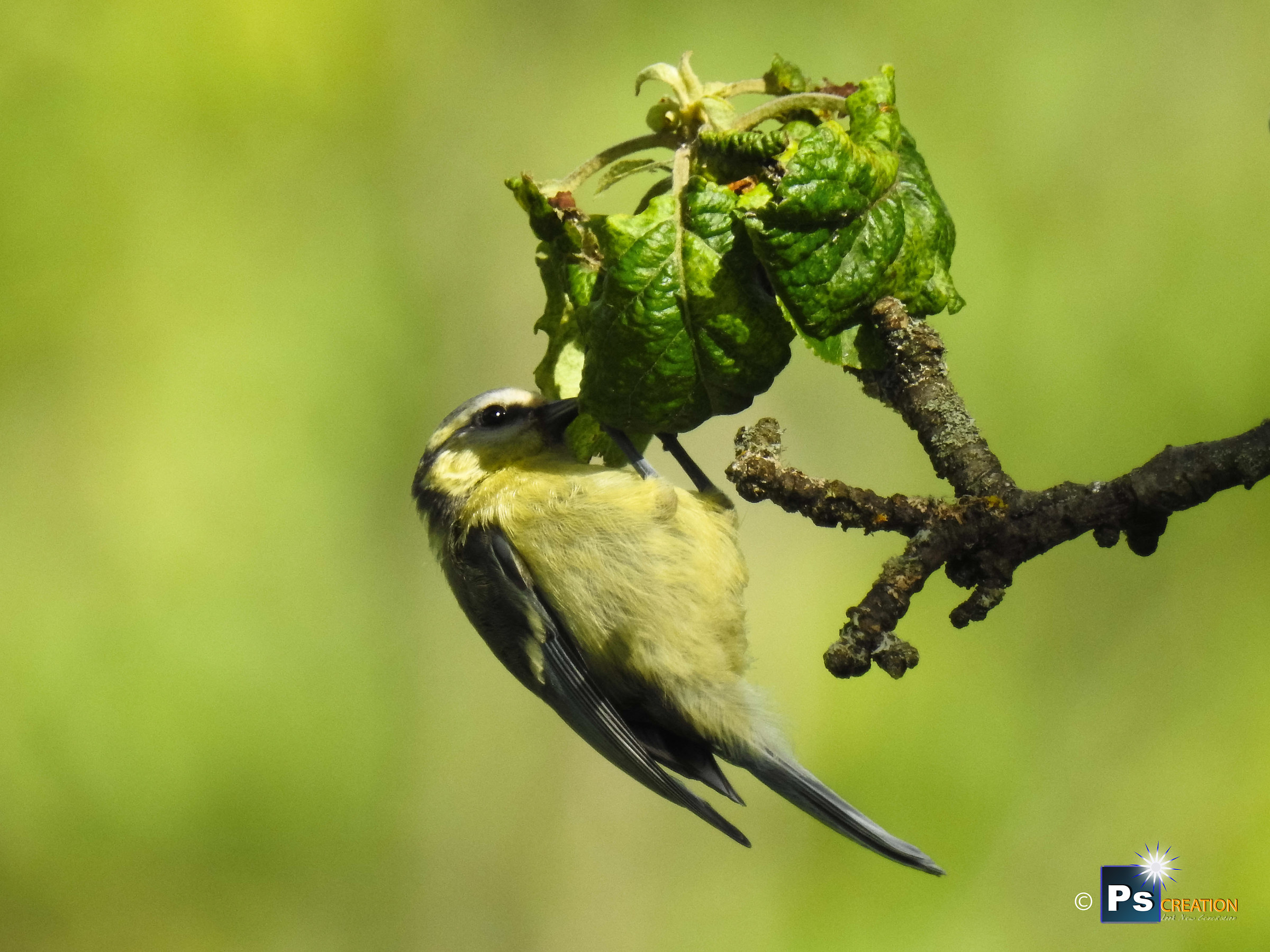 The Blue Tit / Parus caeruleus (Blue Tit)