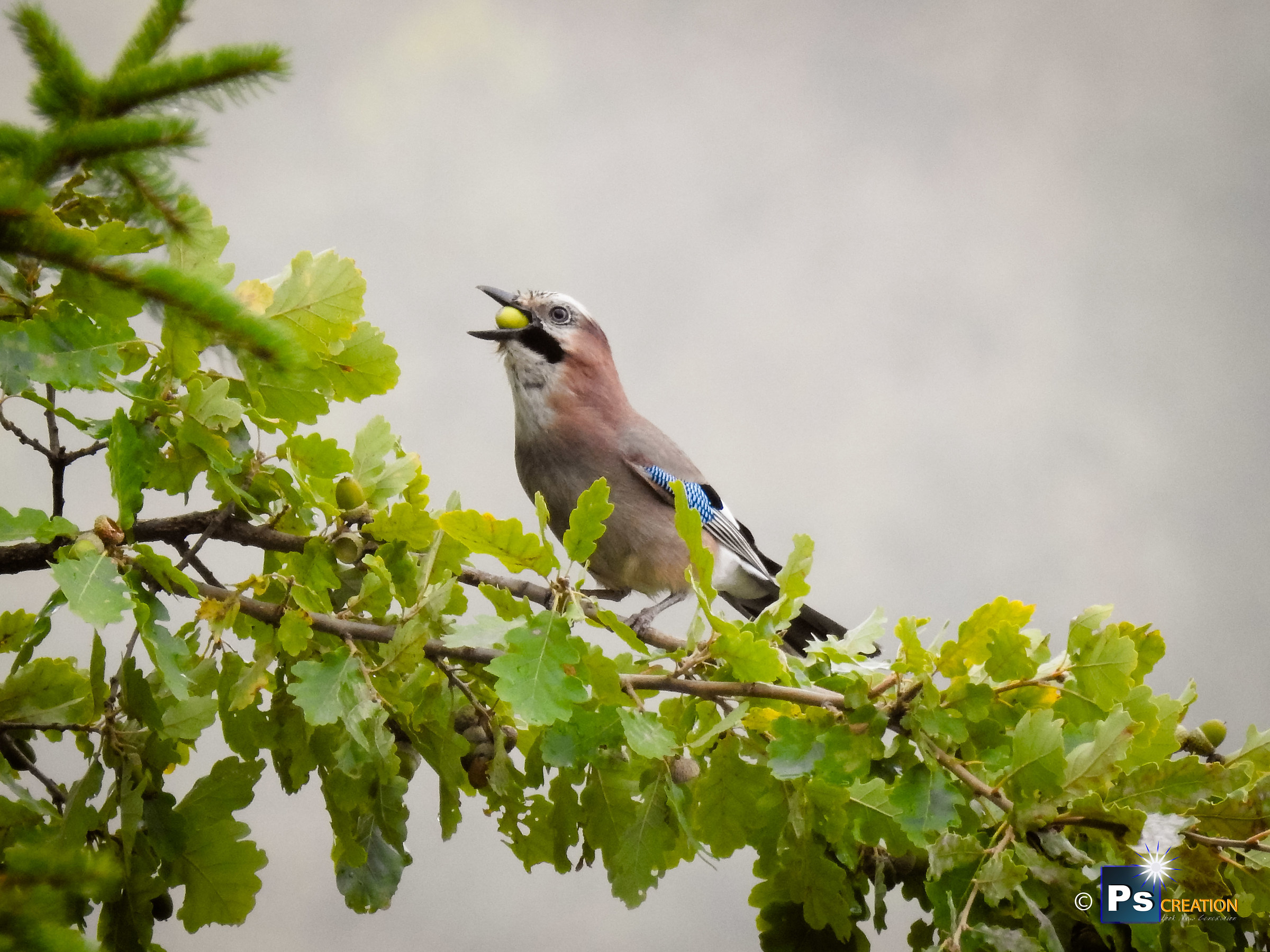 Garrulus Glandarius, Magpie Jay (Jay Eurasian)