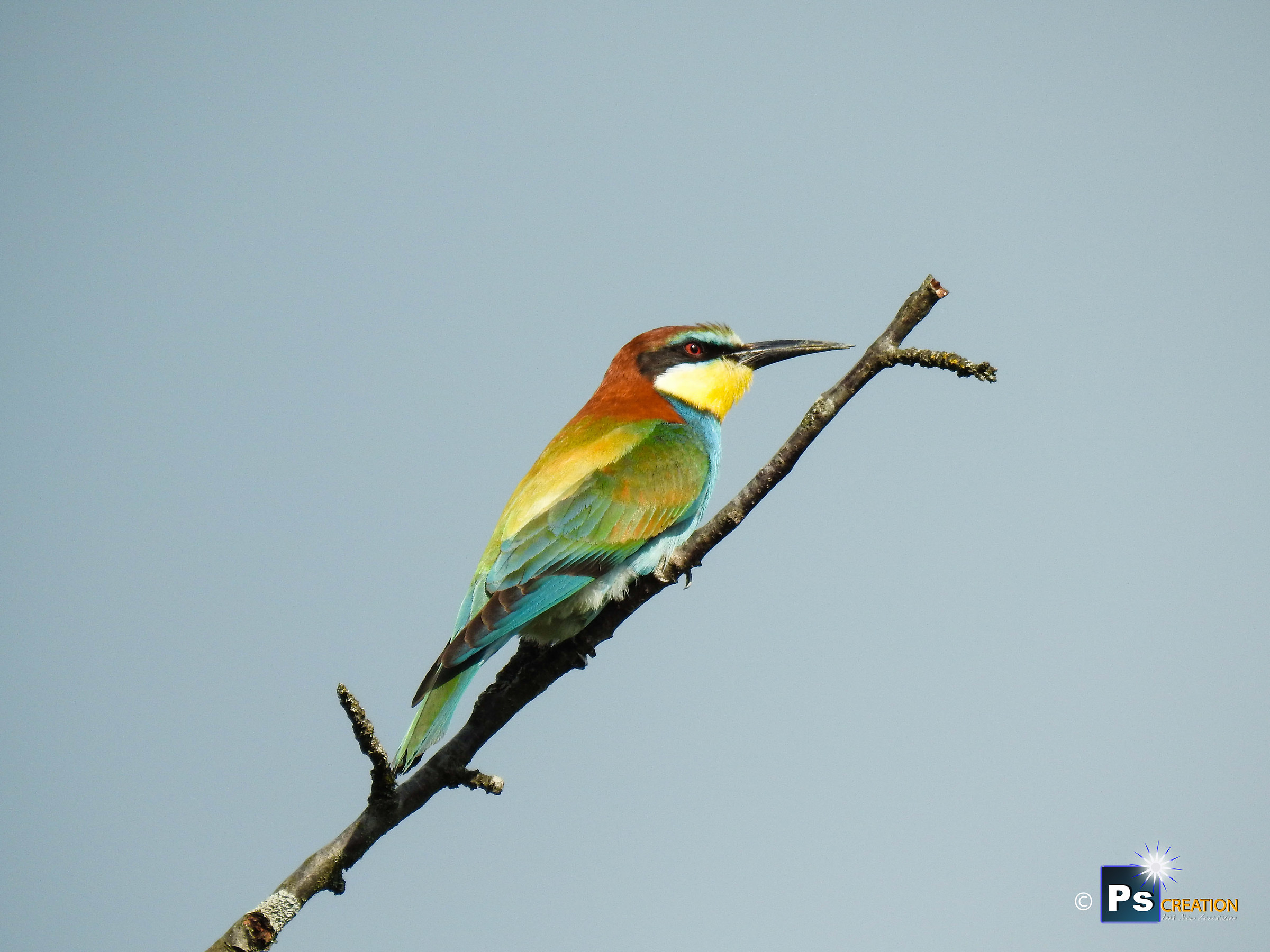 European bee-eater (European Bee-eater)