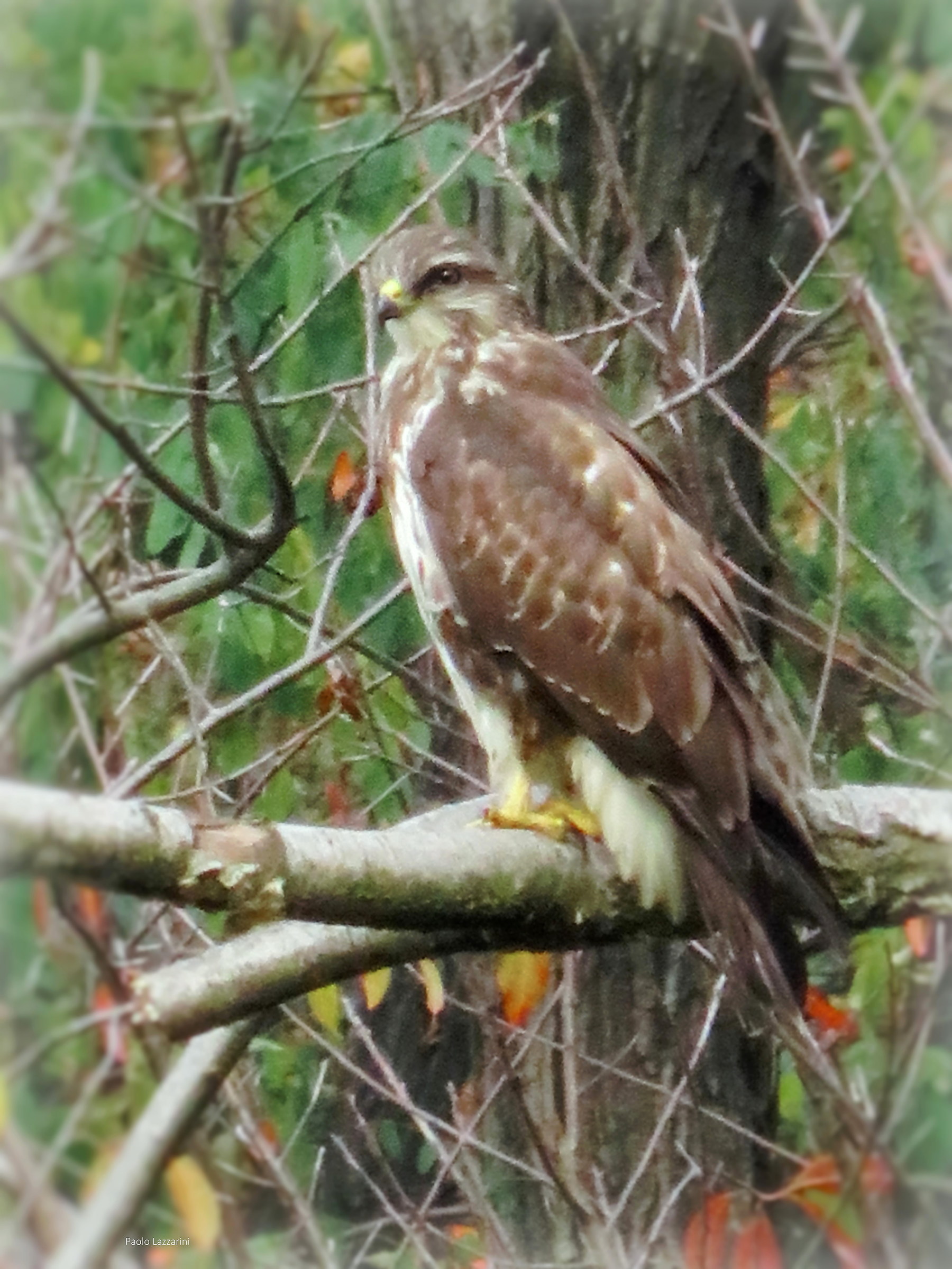 Buzzard Groane Park