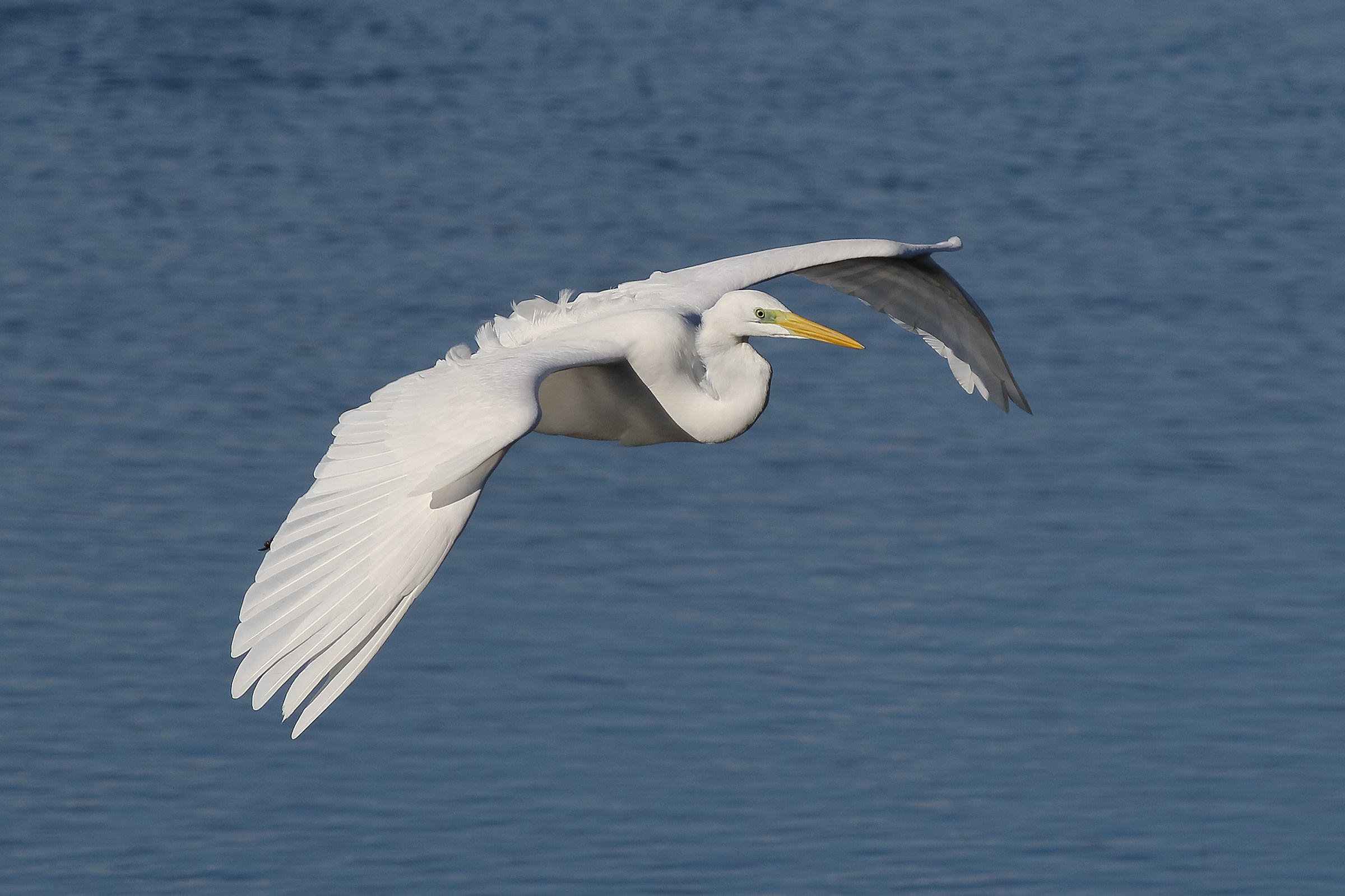 In Flight with White