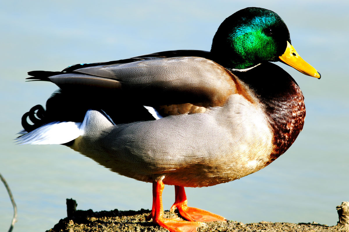 Mallard