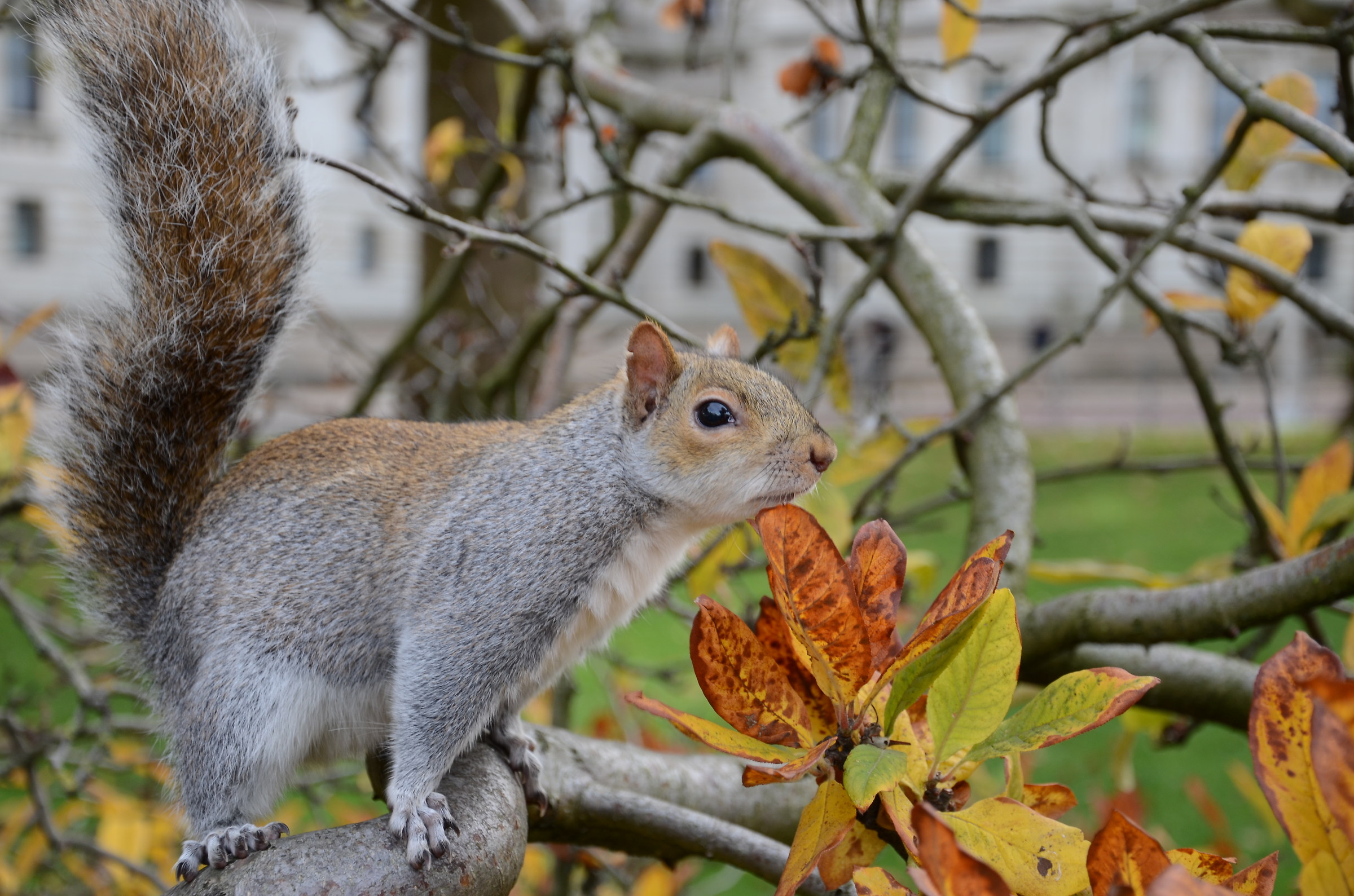 Scoiattolo in natura