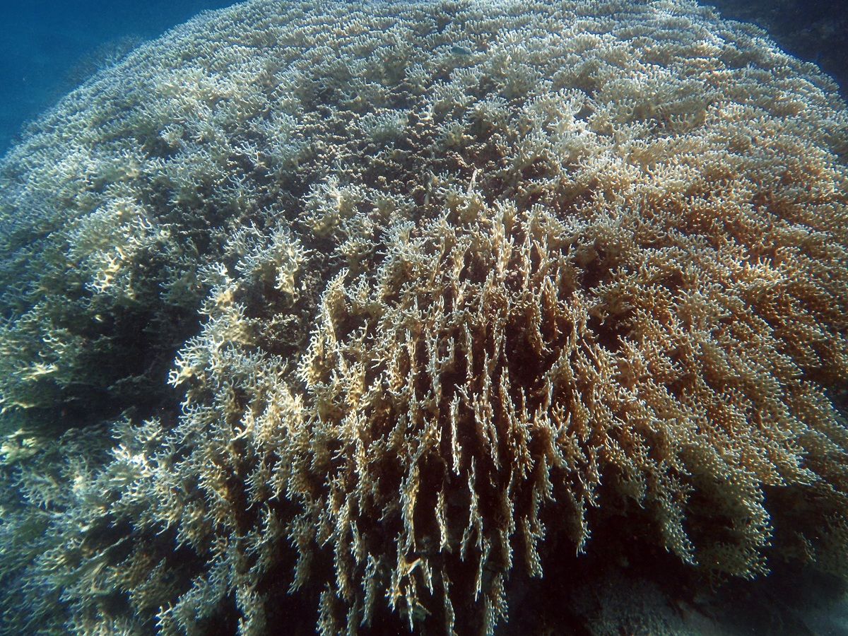 Large school of fire coral (Millepora dichotoma)