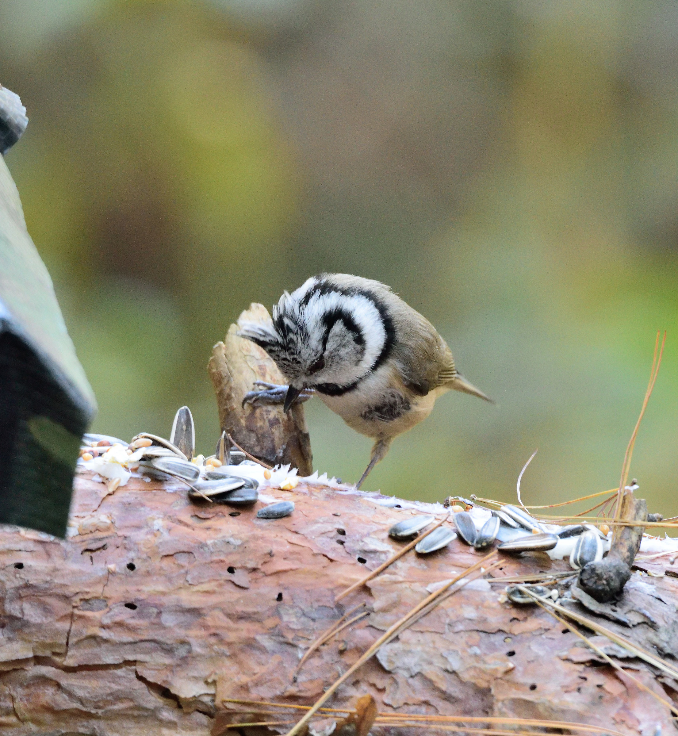 Crested Tit