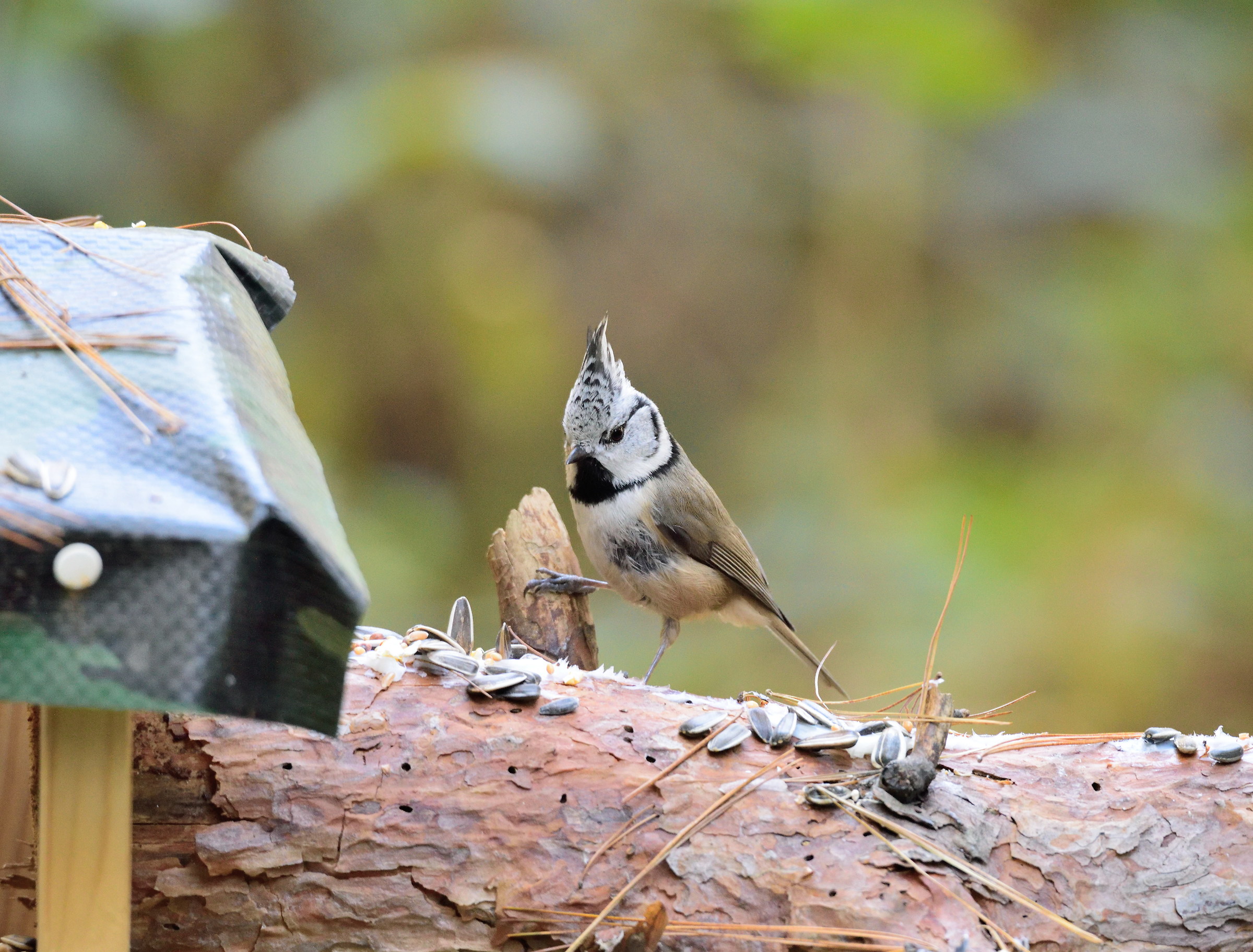 Crested Tit