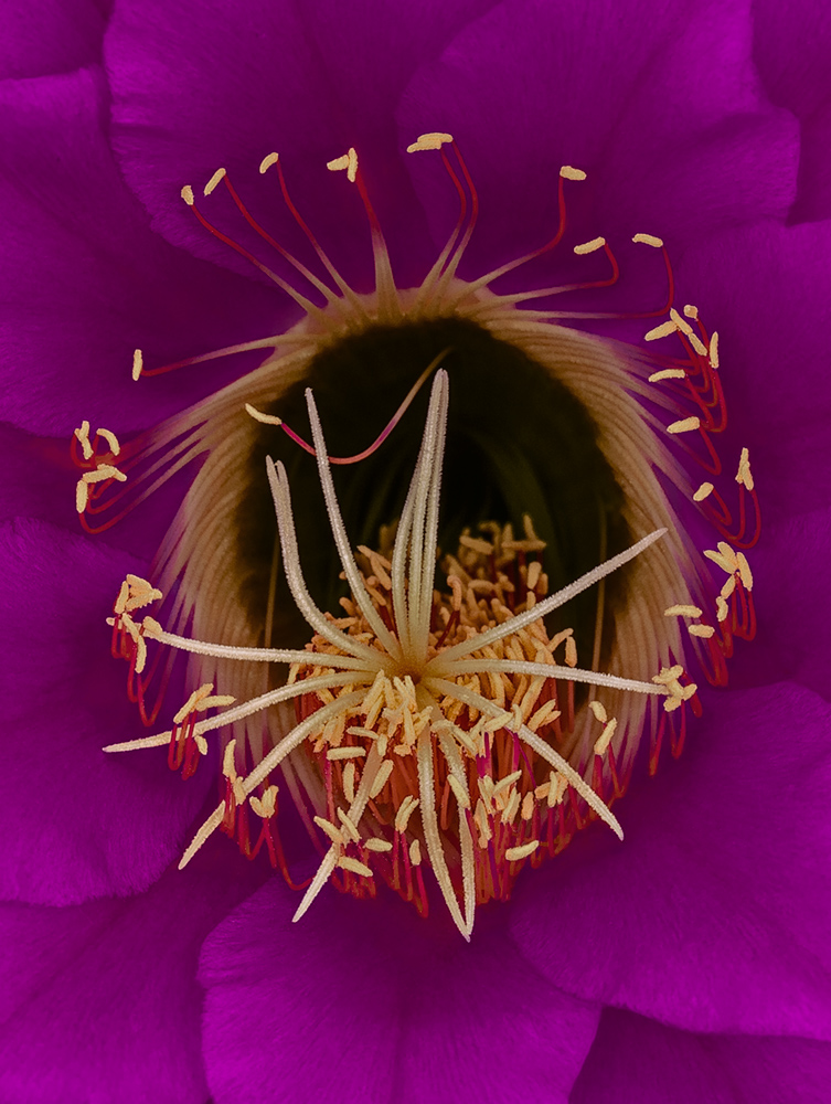 Nel cuore di un fiore di cactus