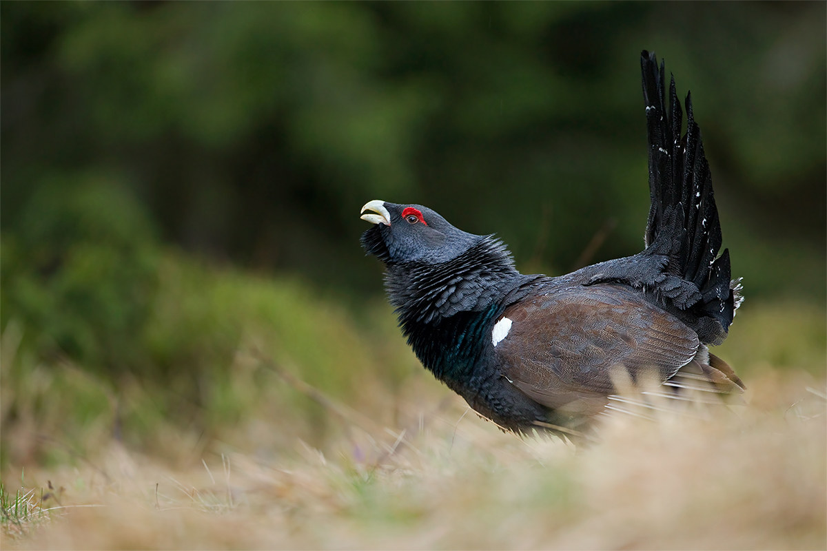 Tetrao urogallus (Western Capercaillie) - Slovakia