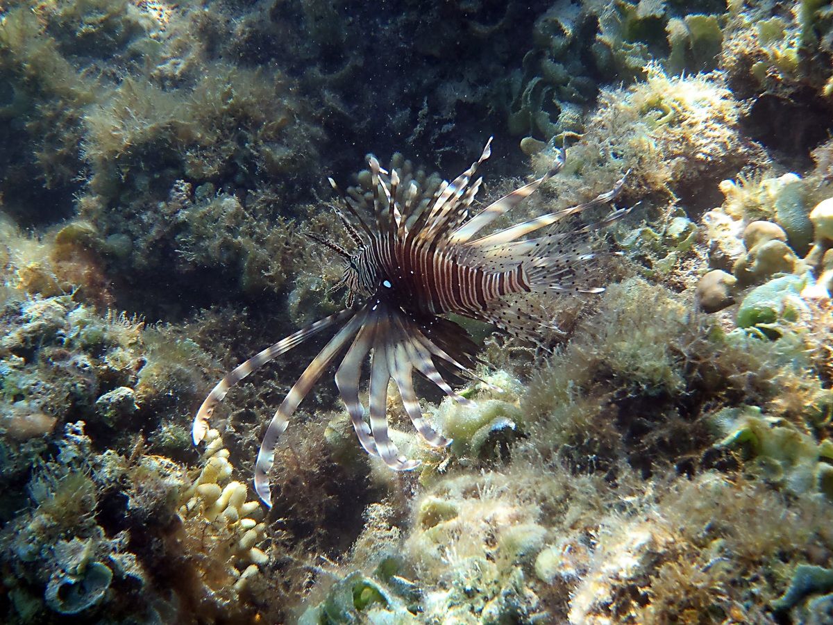 Lionfish (Pterois Volitans)