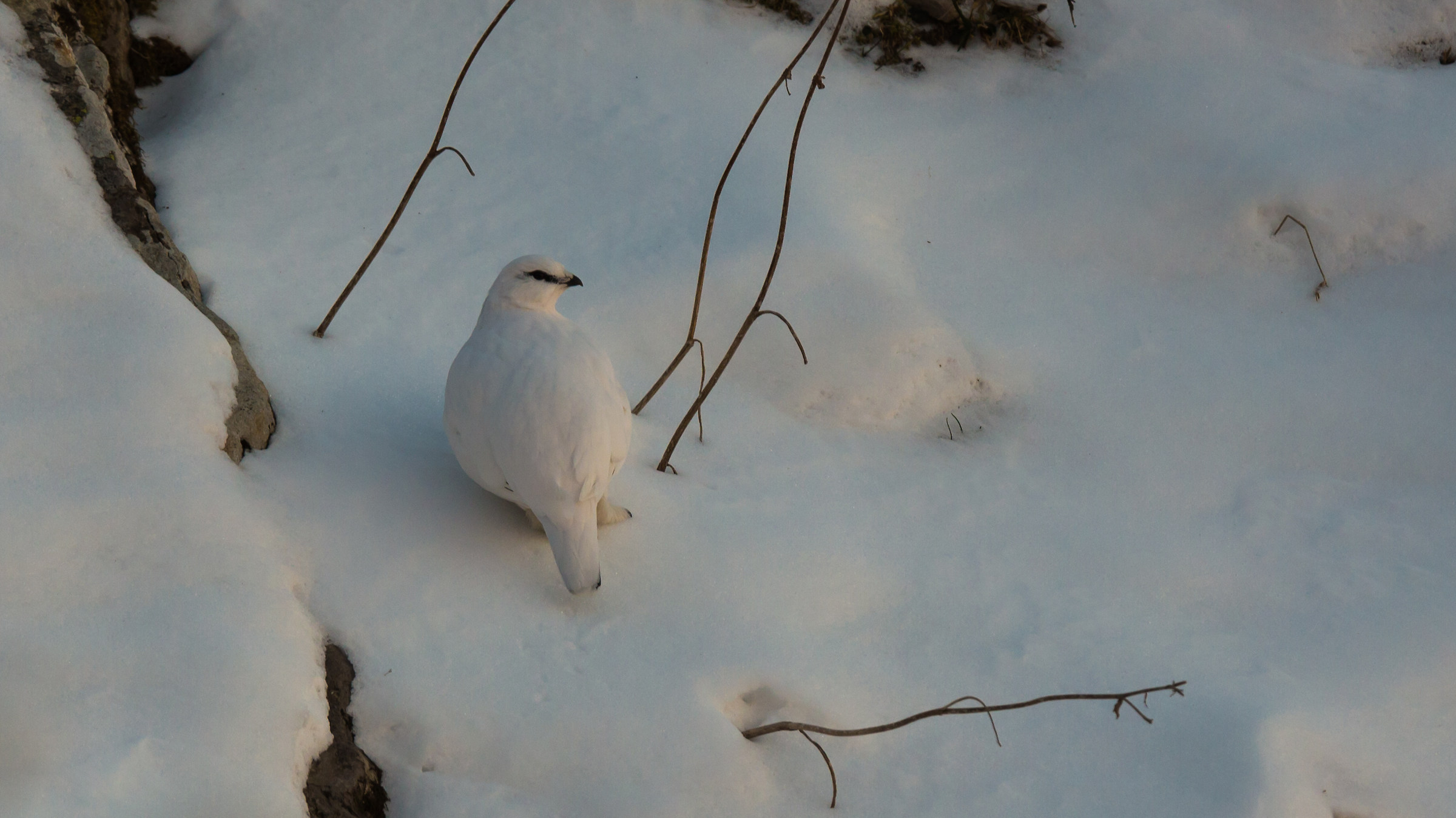 Partridge White male in winter wetsuit