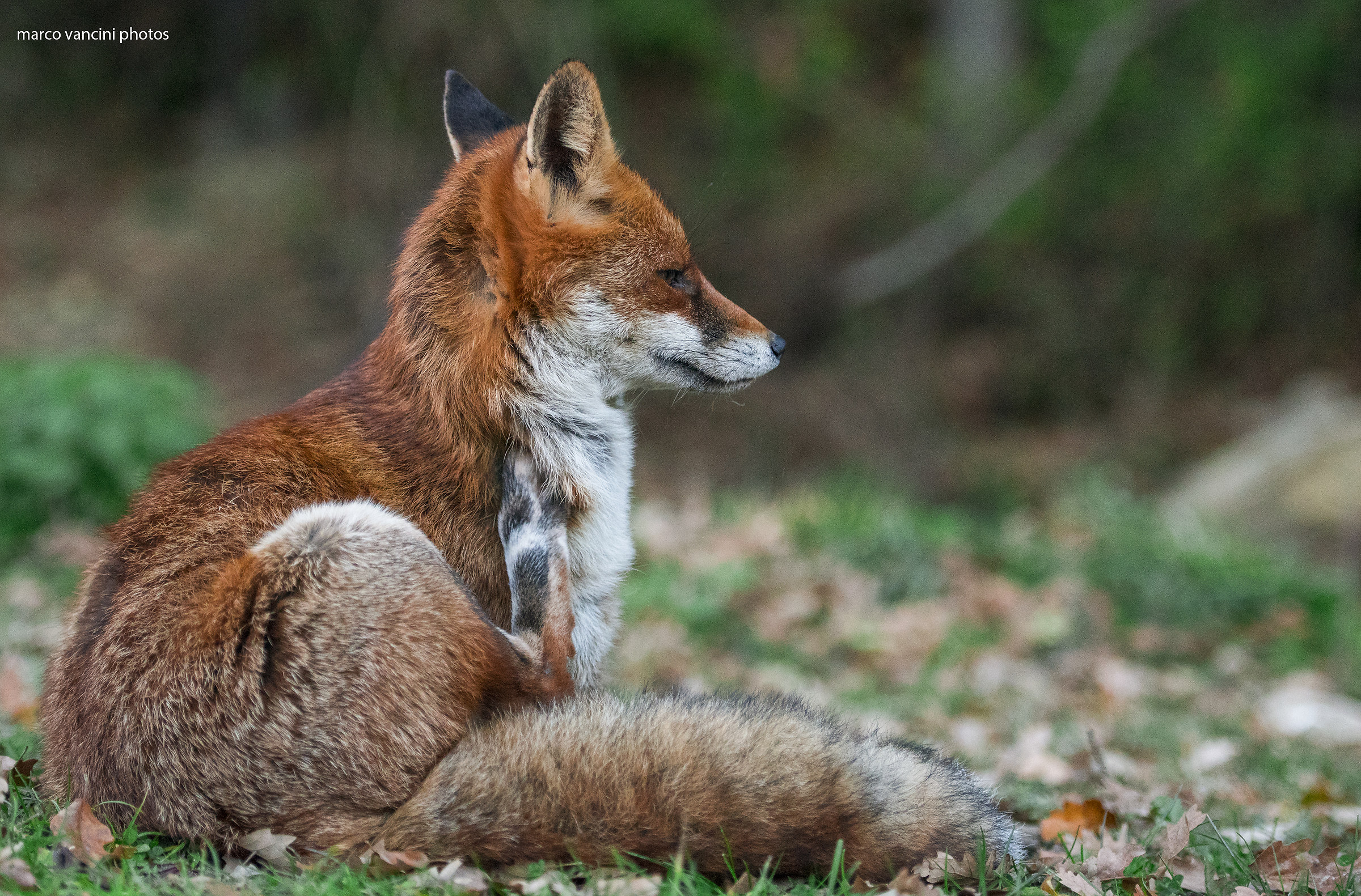 Profile fox