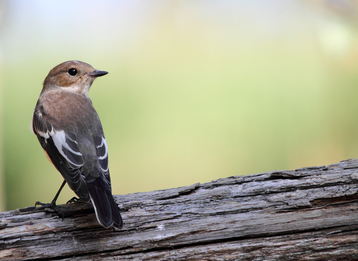 Balia Nera femmina ???