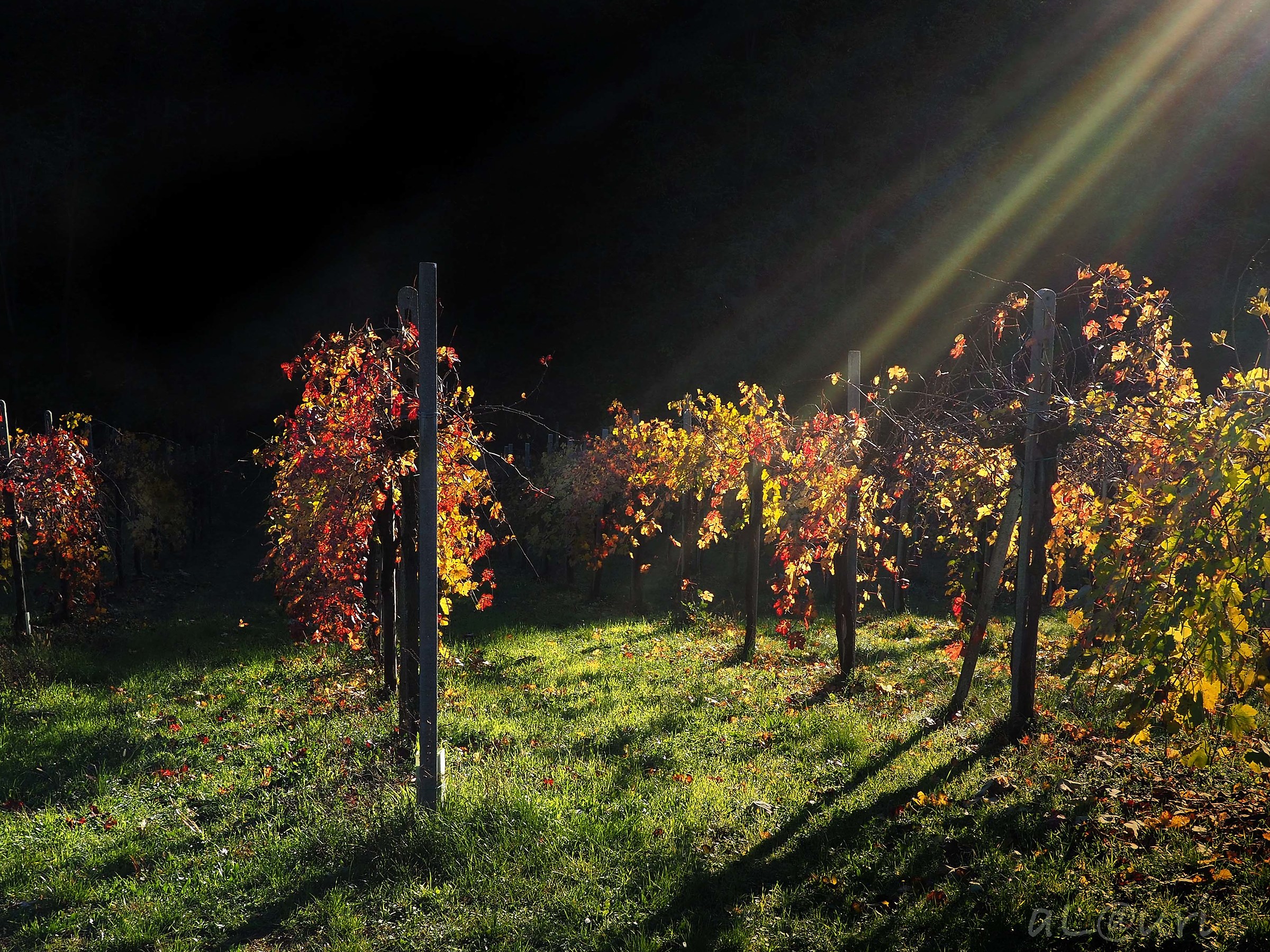 Among the vines ...... the sun