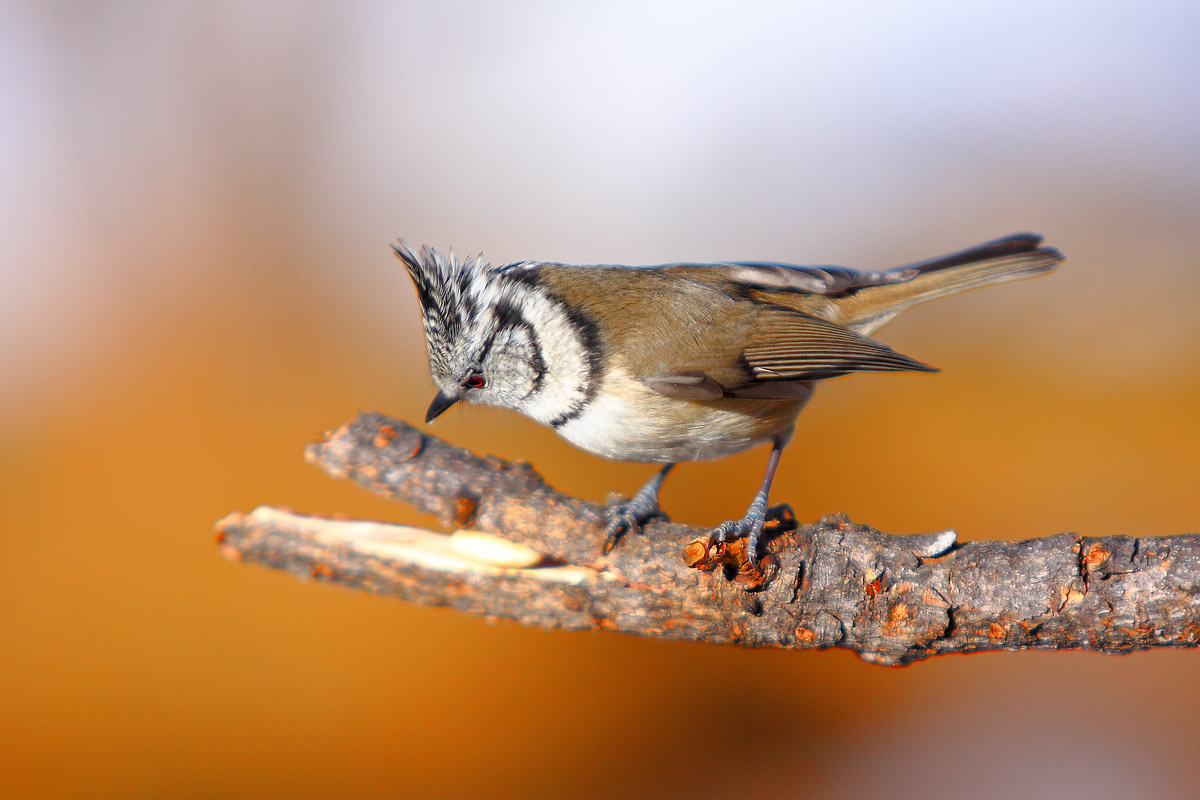 oh oh...mi è semblato di vedele un gatto....