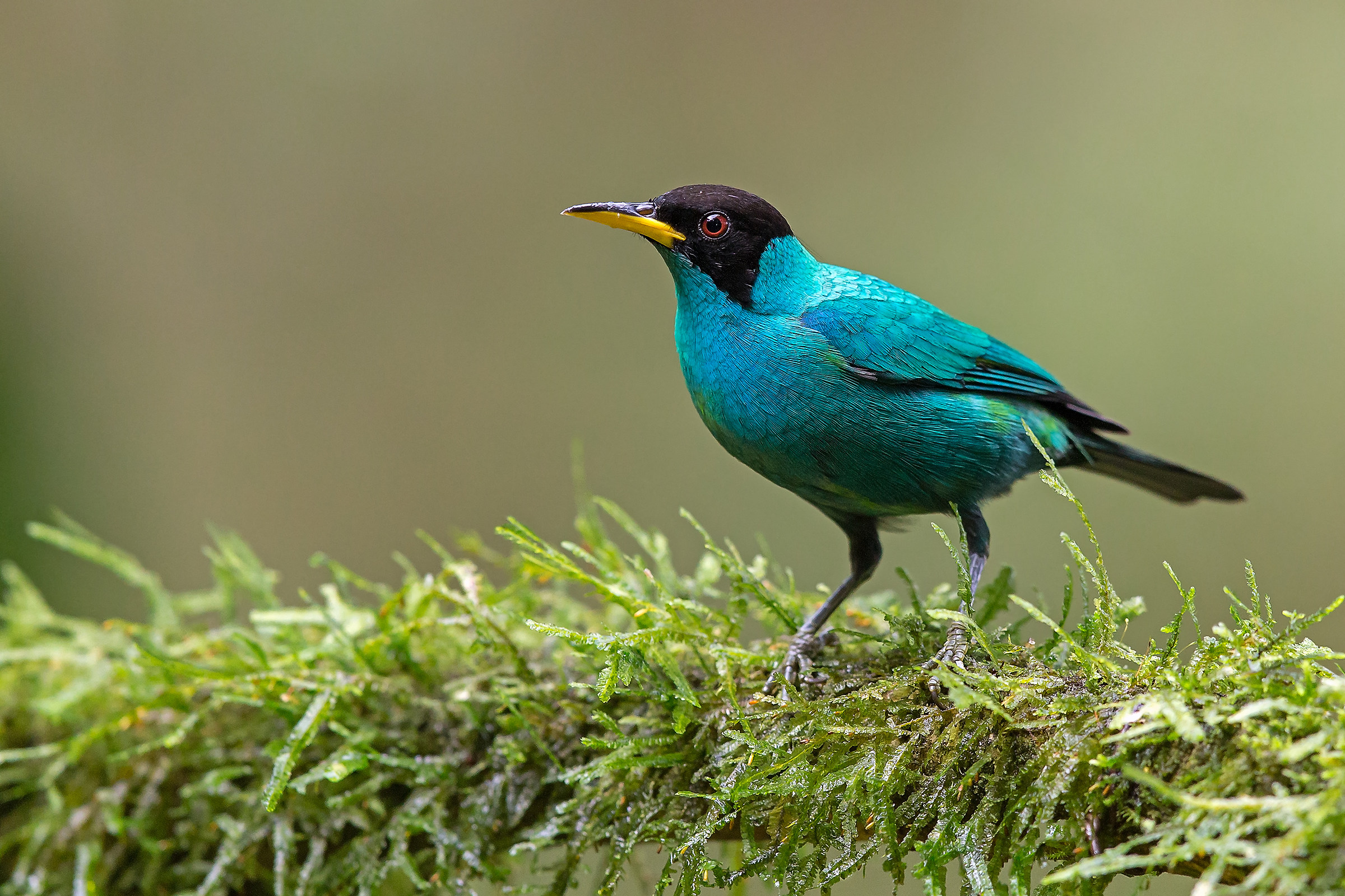 Mielero verde (maschio) chlorophanes spiza