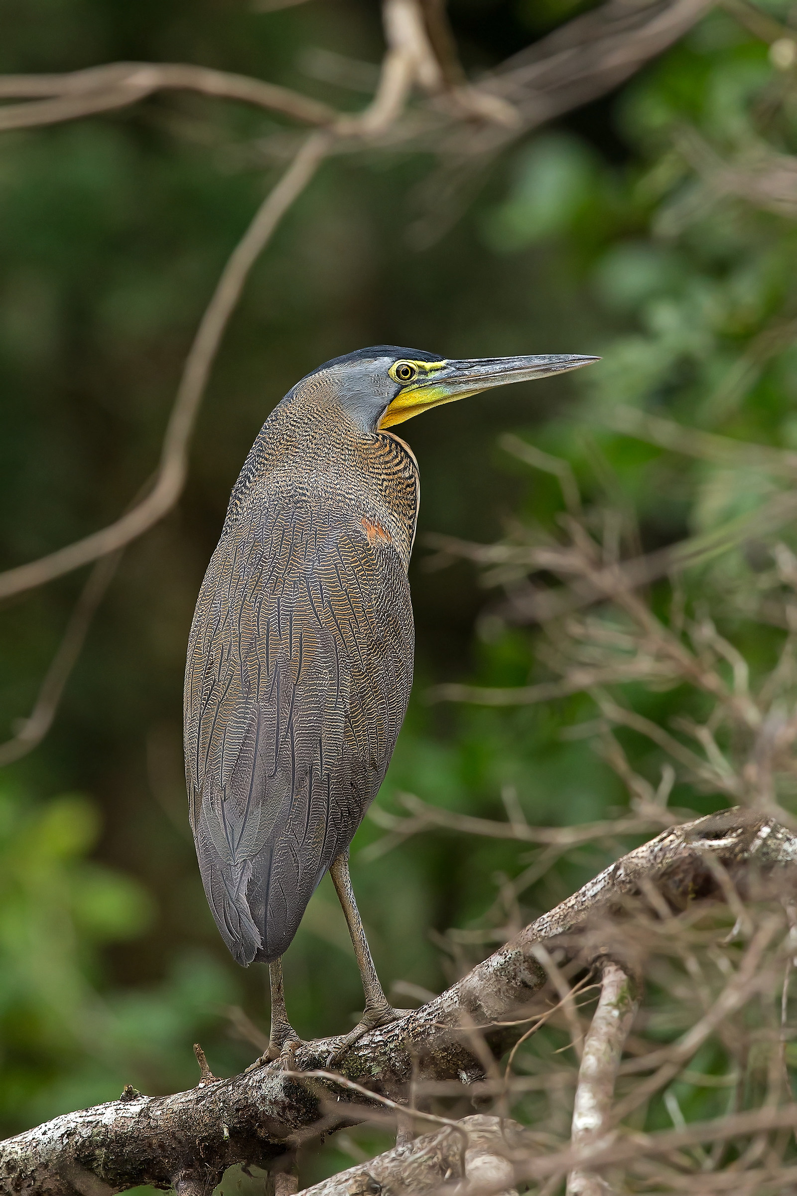 Tiger heron
