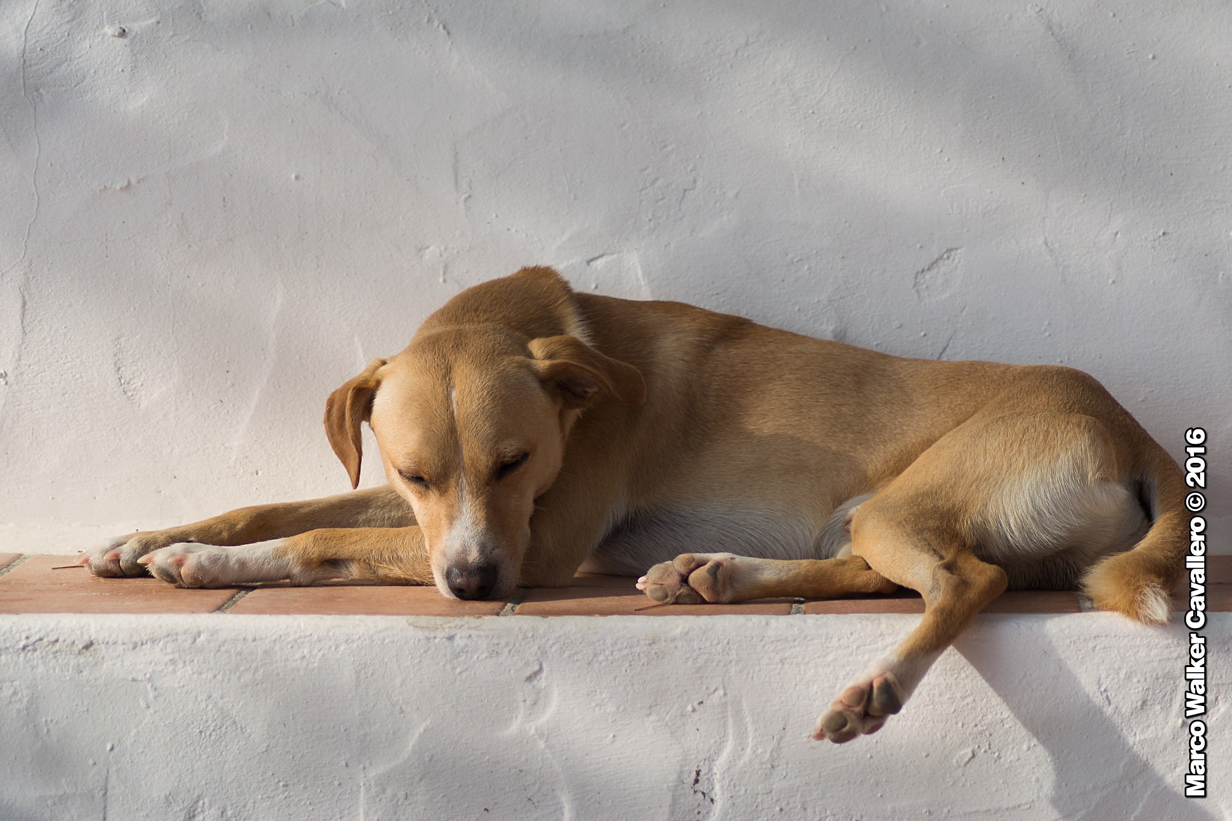 Yuki and the sun ibicenco