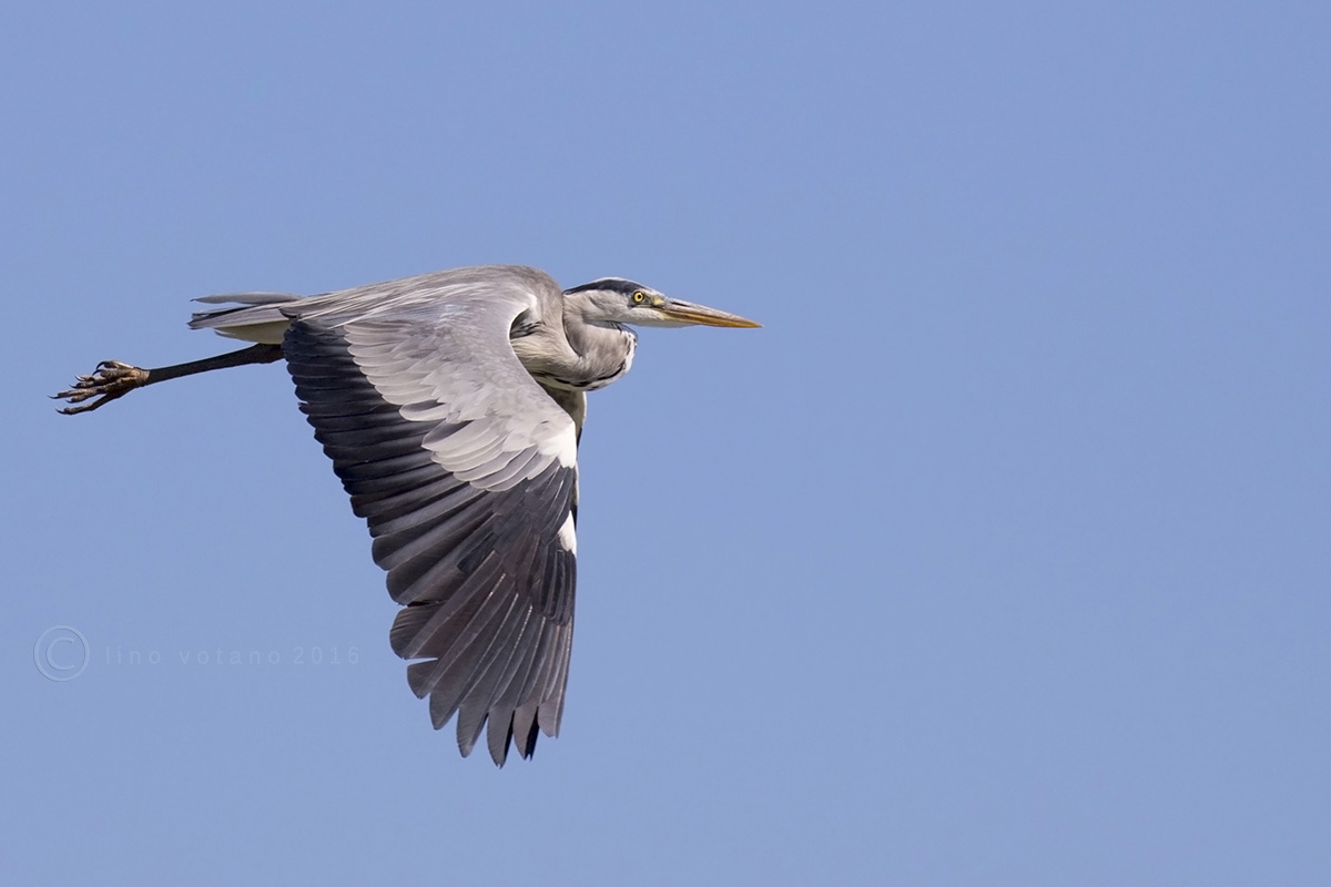 Grey Heron