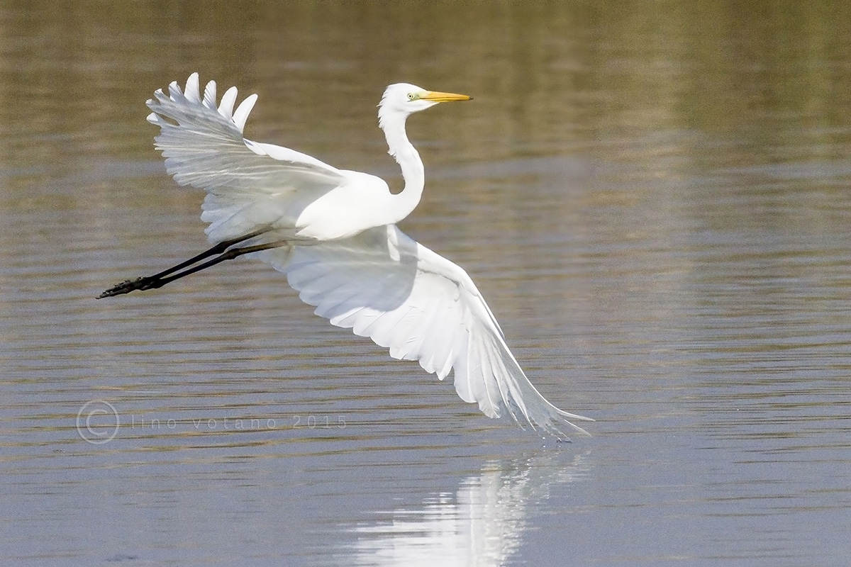 Great Egret