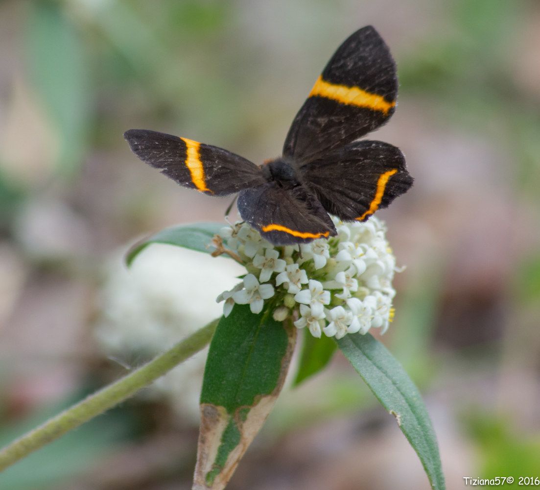 Danzarina chica (riodina lysyppoides)