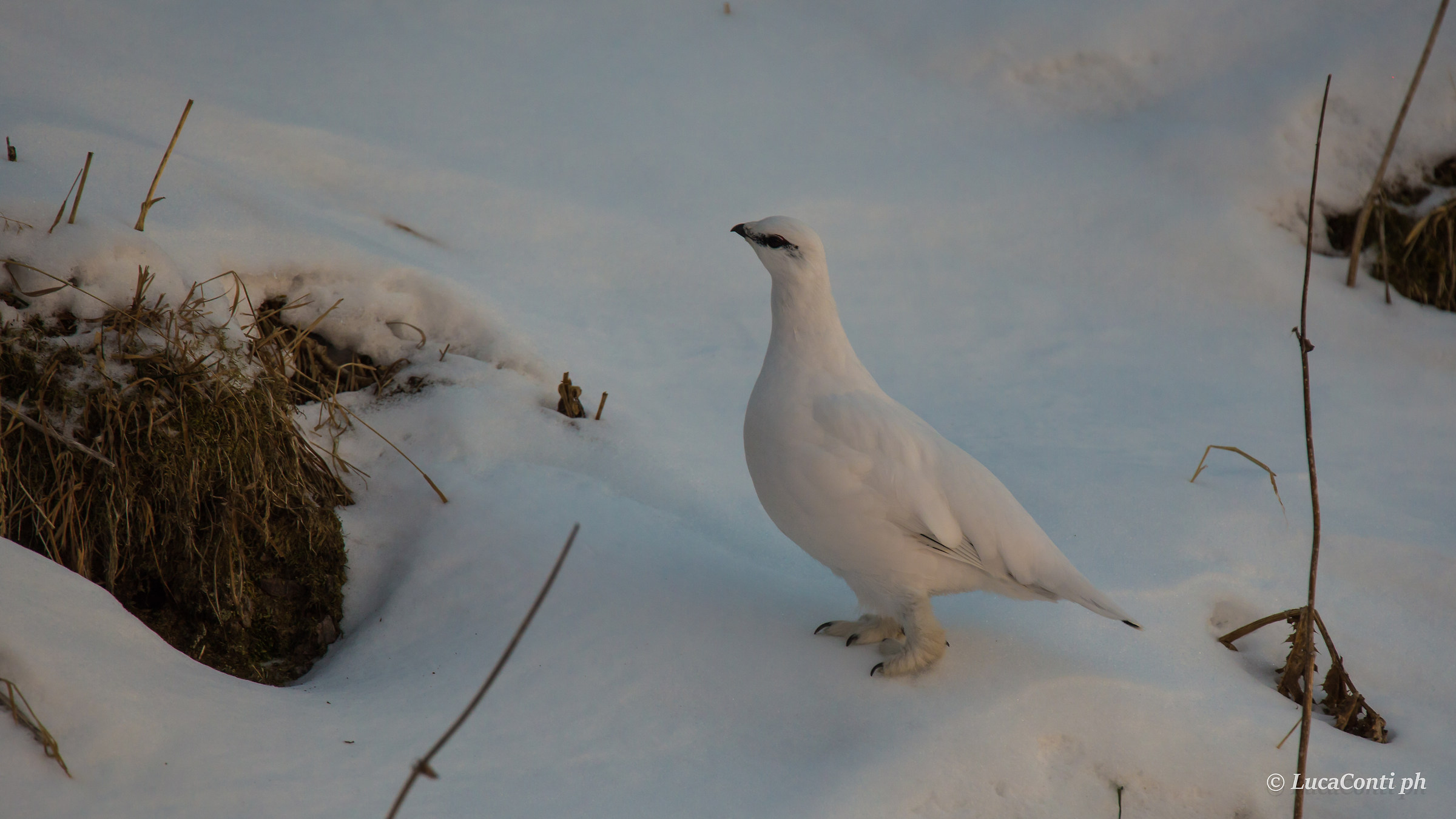 ptarmigan in winter wetsuit