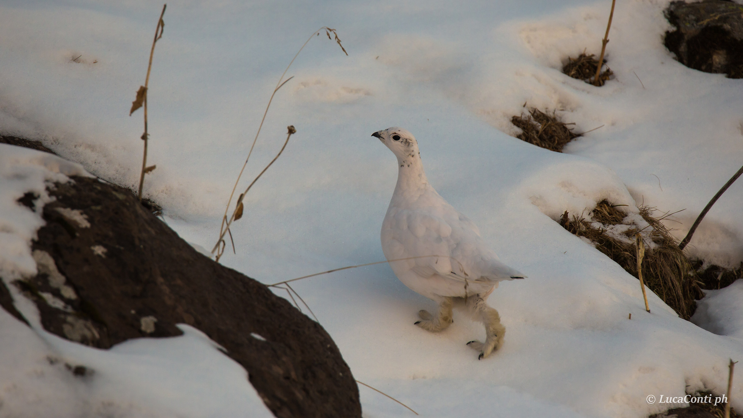 ptarmigan in winter wetsuit