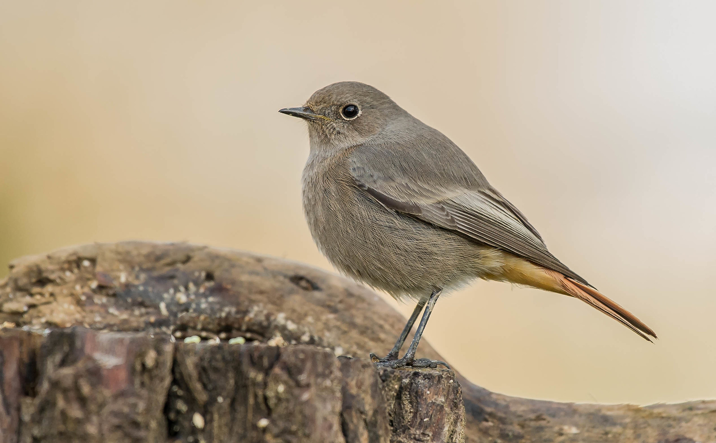 black redstart