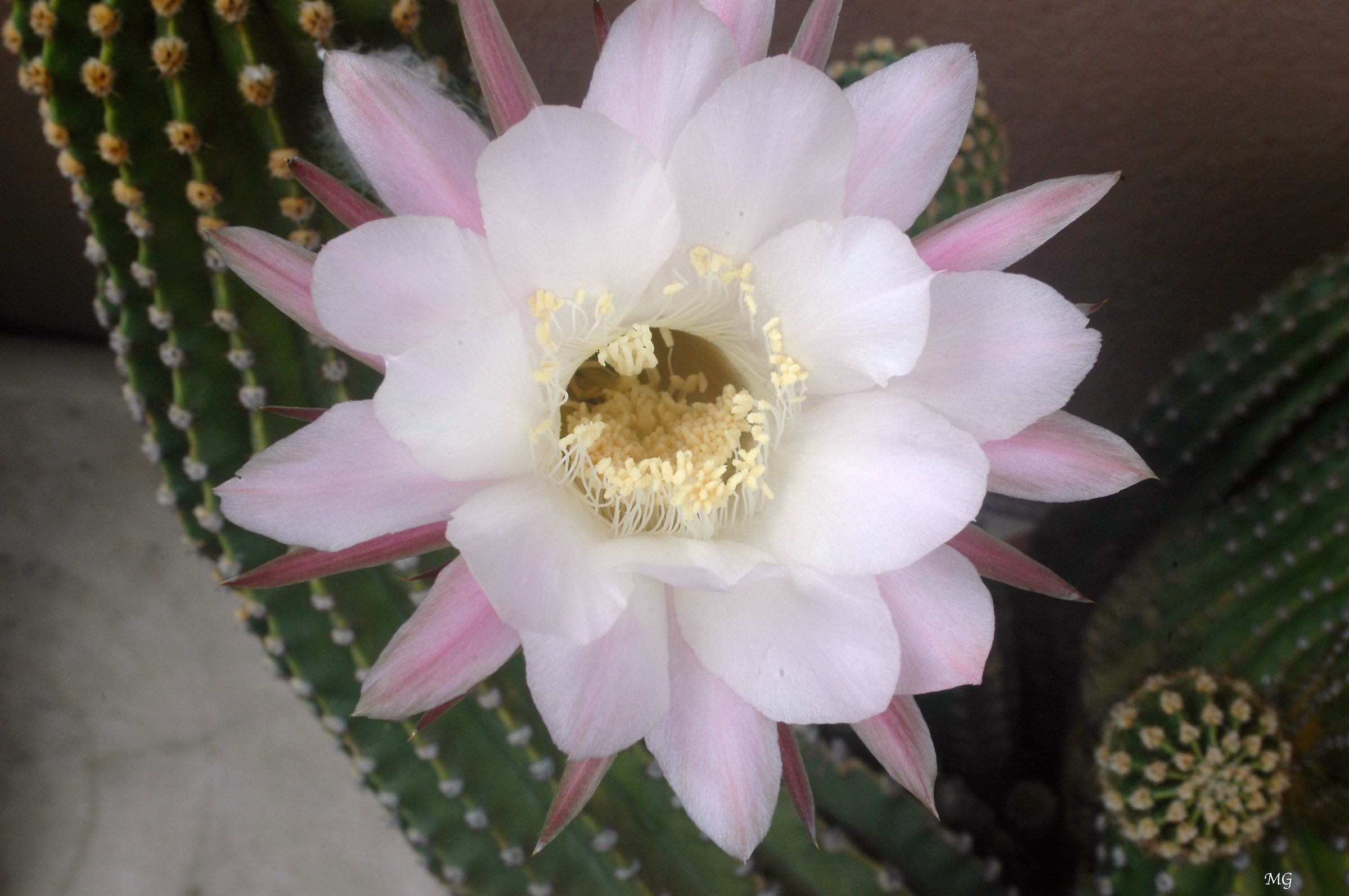Cactus Flower