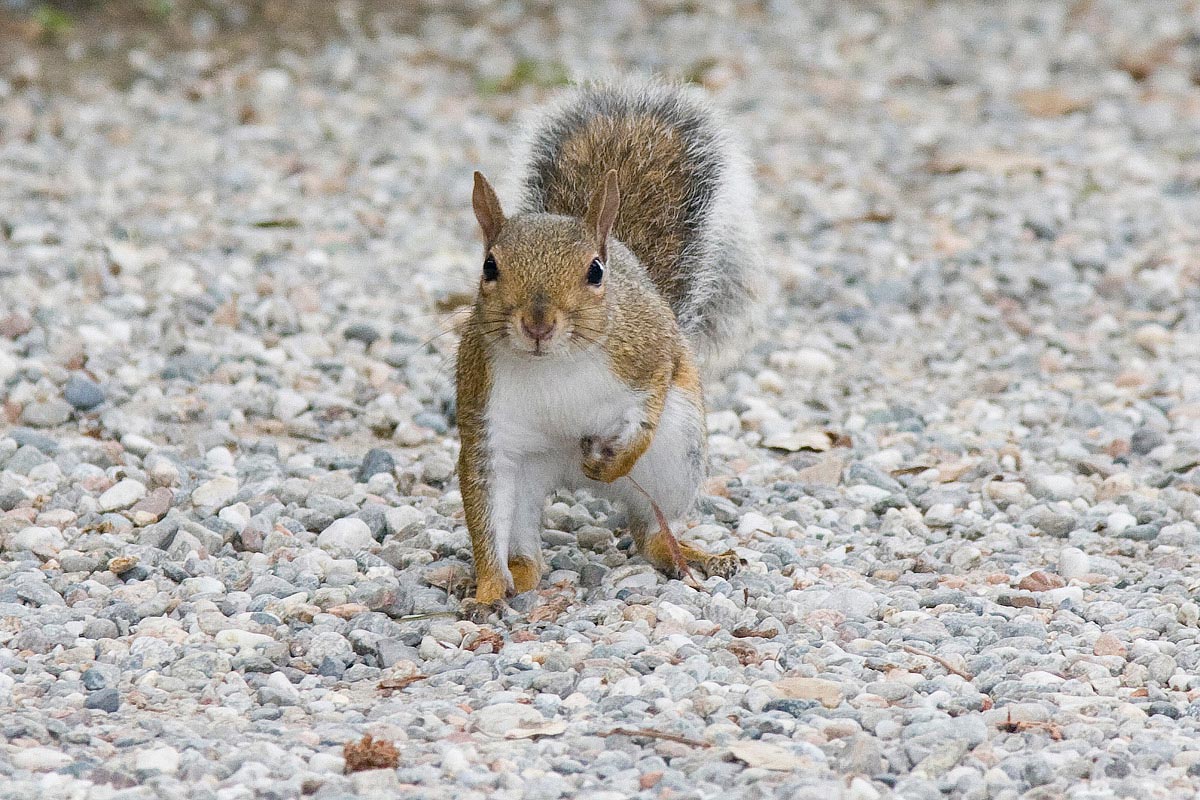 Grey Squirrel (Sciurus carolinensis)