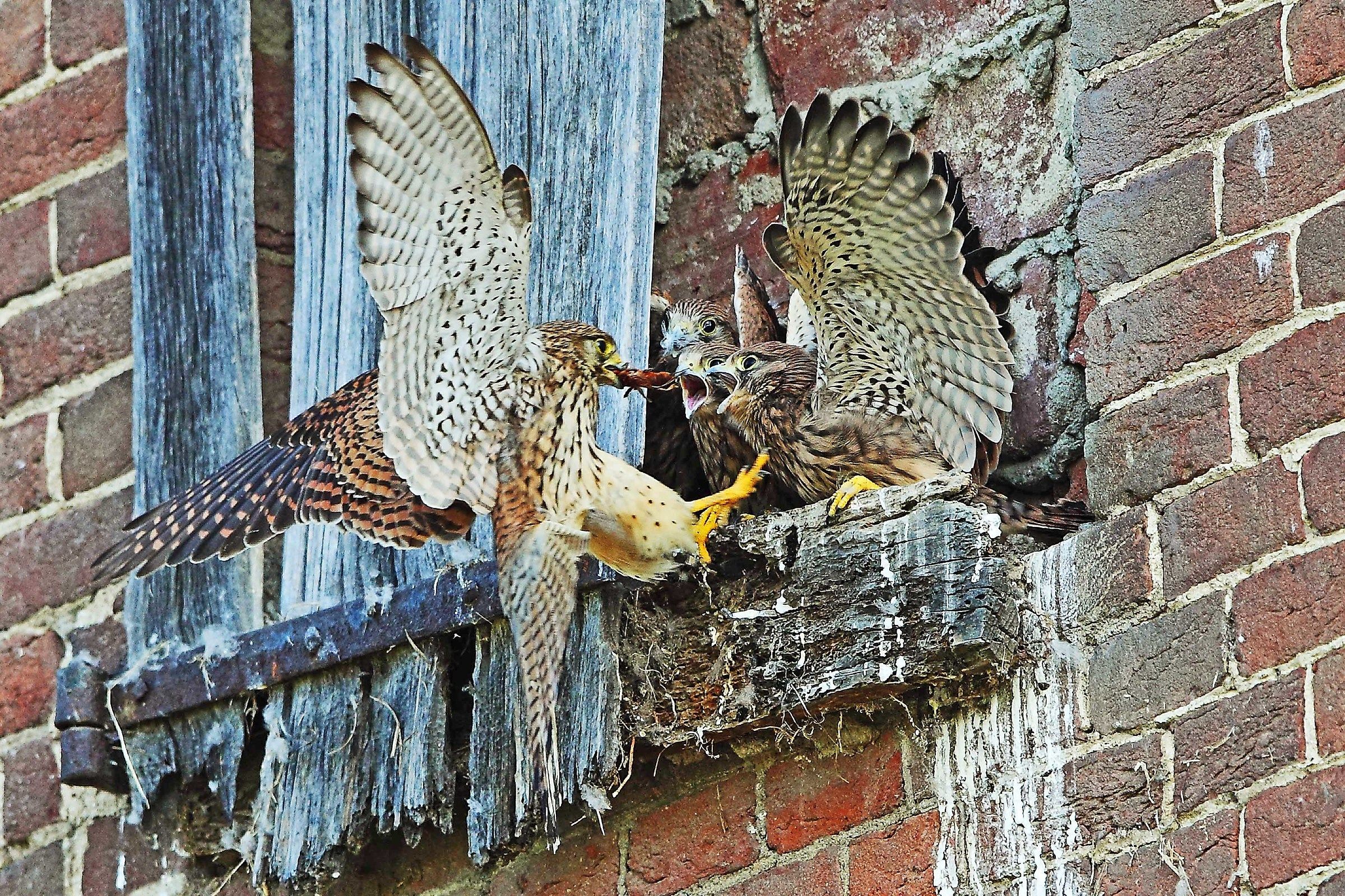 The nest of kestrels