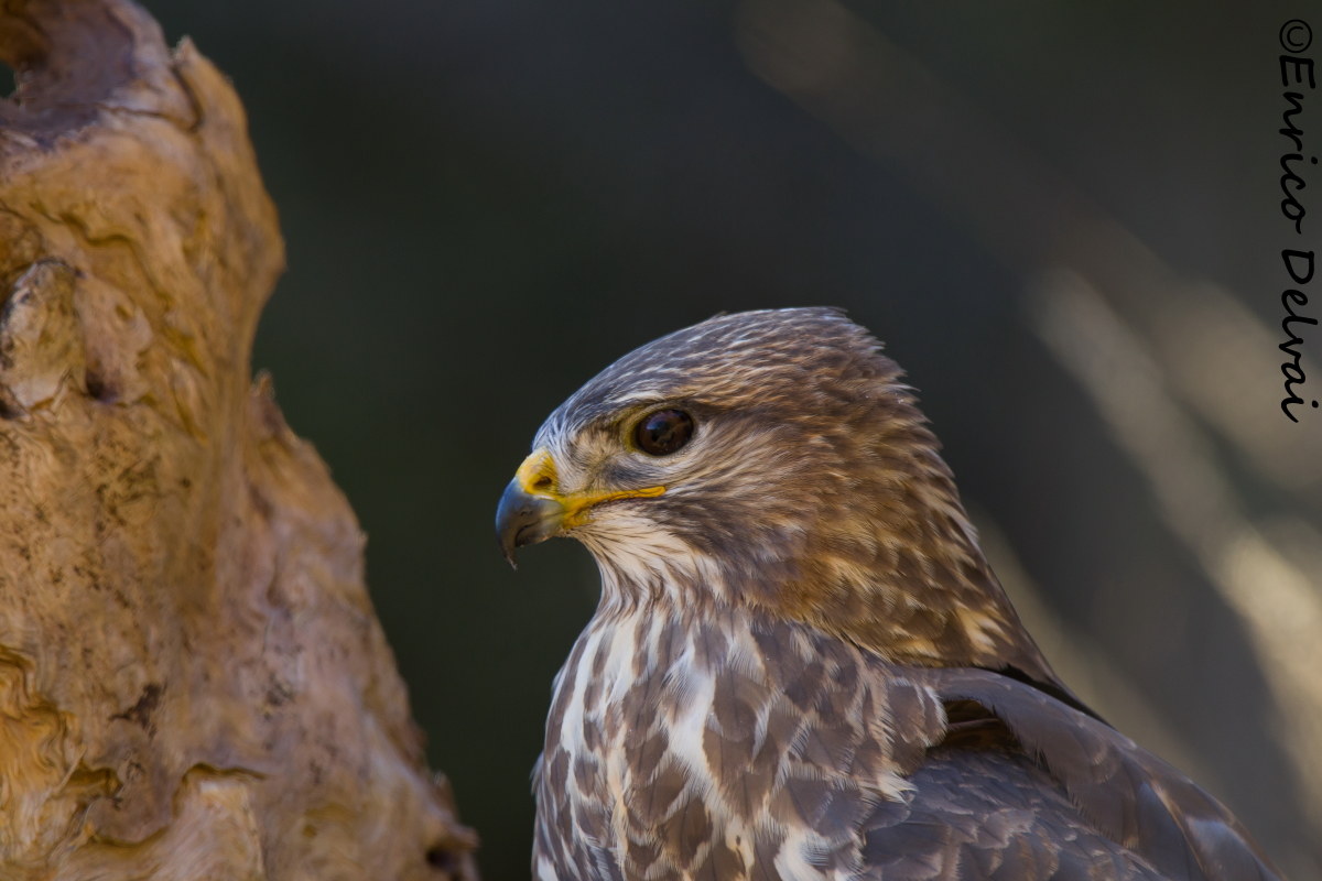 Lo sguardo della poiana...